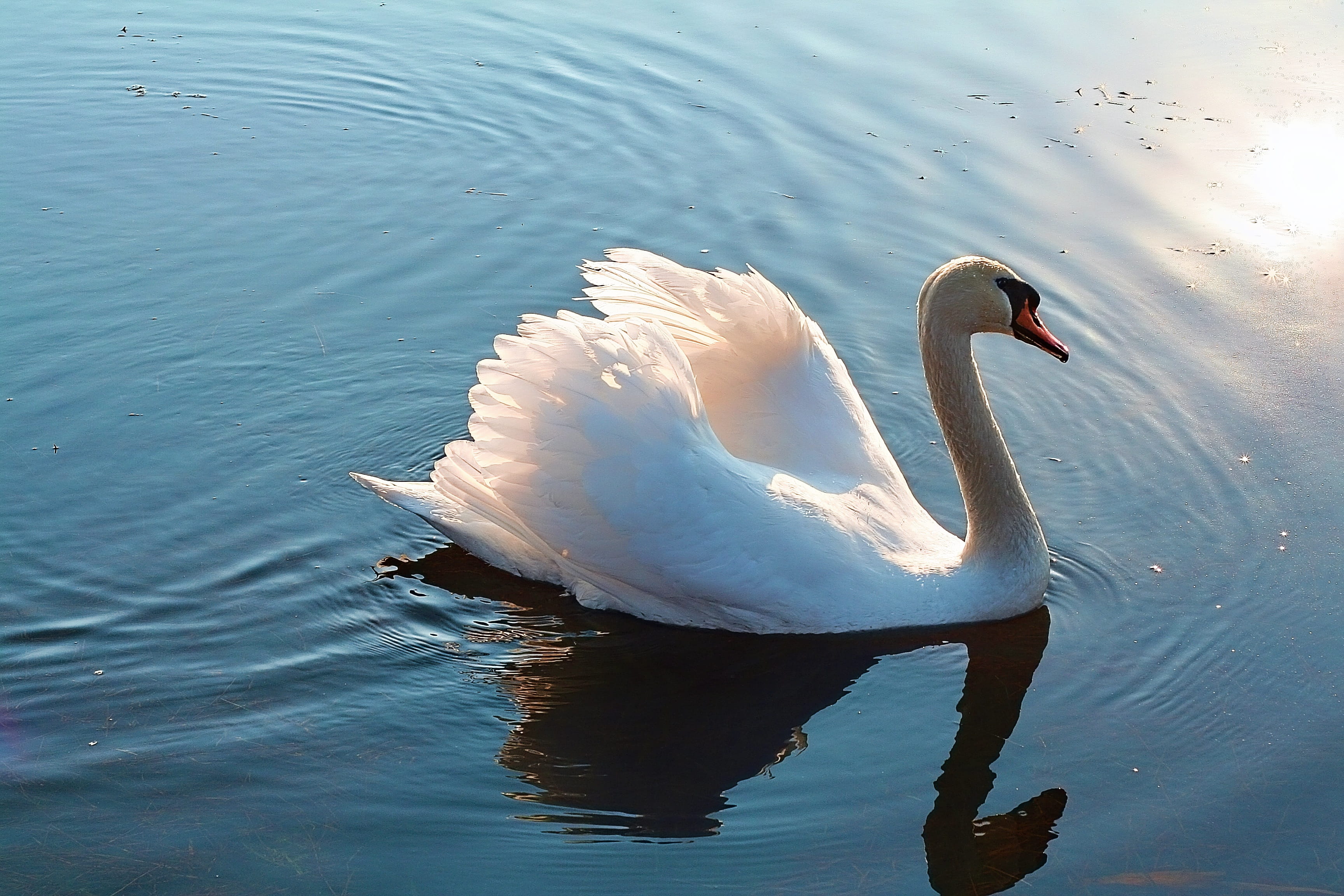 animal neck, wild birds, lake, animal wildlife, landscape, animal, waterfront, water bird, swimming, nature, white color, reflection, day, floating, glow, HD Wallpaper