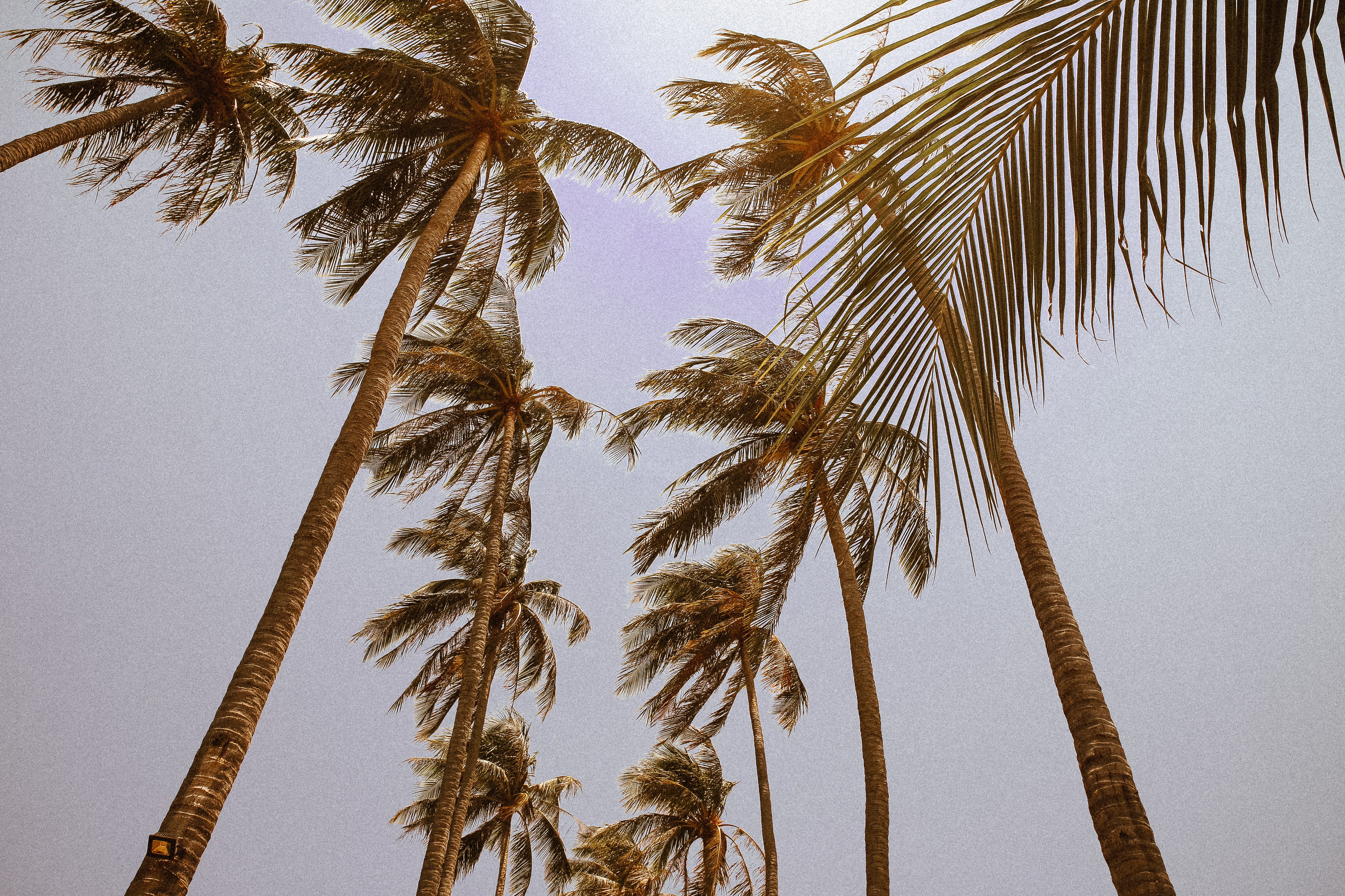 tree trunk, palmtrees, tree, coconut palm tree, palm leaf, 5K, summer, scenics - nature, clear sky, trunk, no people, plant, mũi né, growth, nature, tropical tree, HD Wallpaper