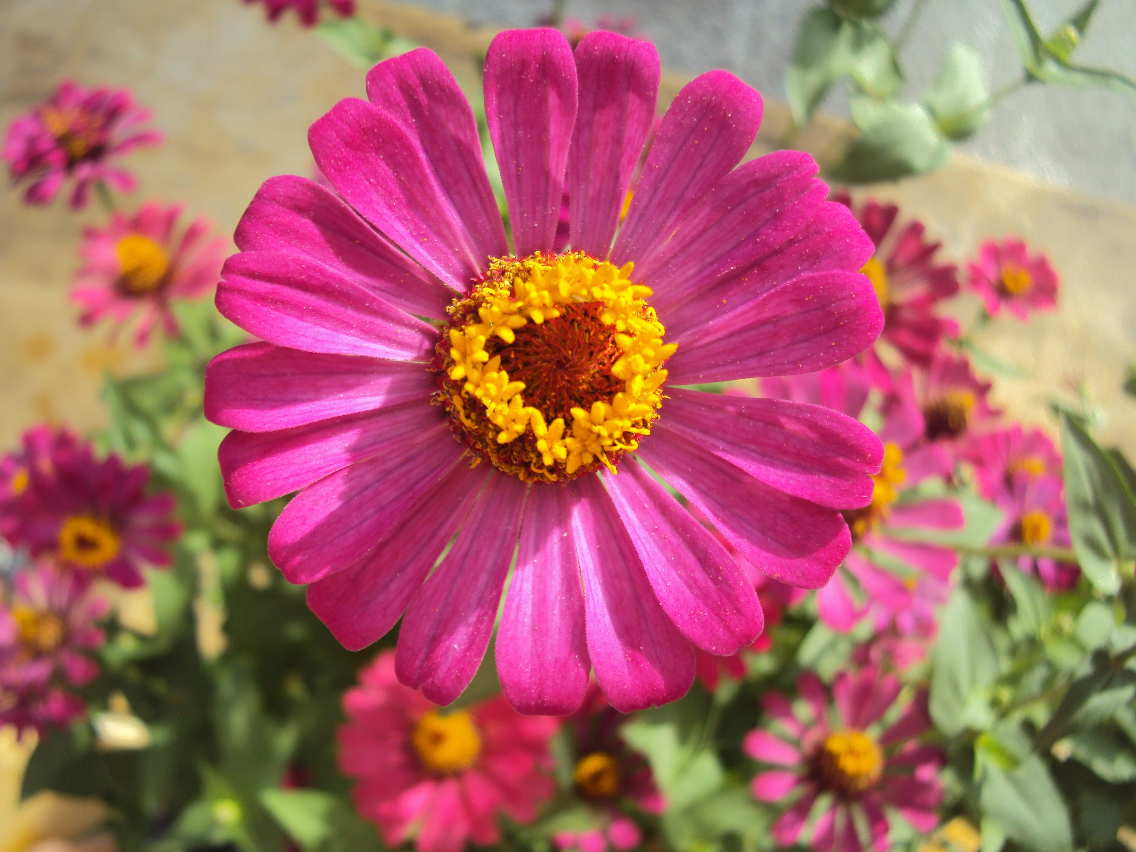 flowering plant, day, growth, no people, close-up, gazania, 2K, flower, beauty in nature, pink color, petal, nature, vulnerability, inflorescence, my home, HD Wallpaper