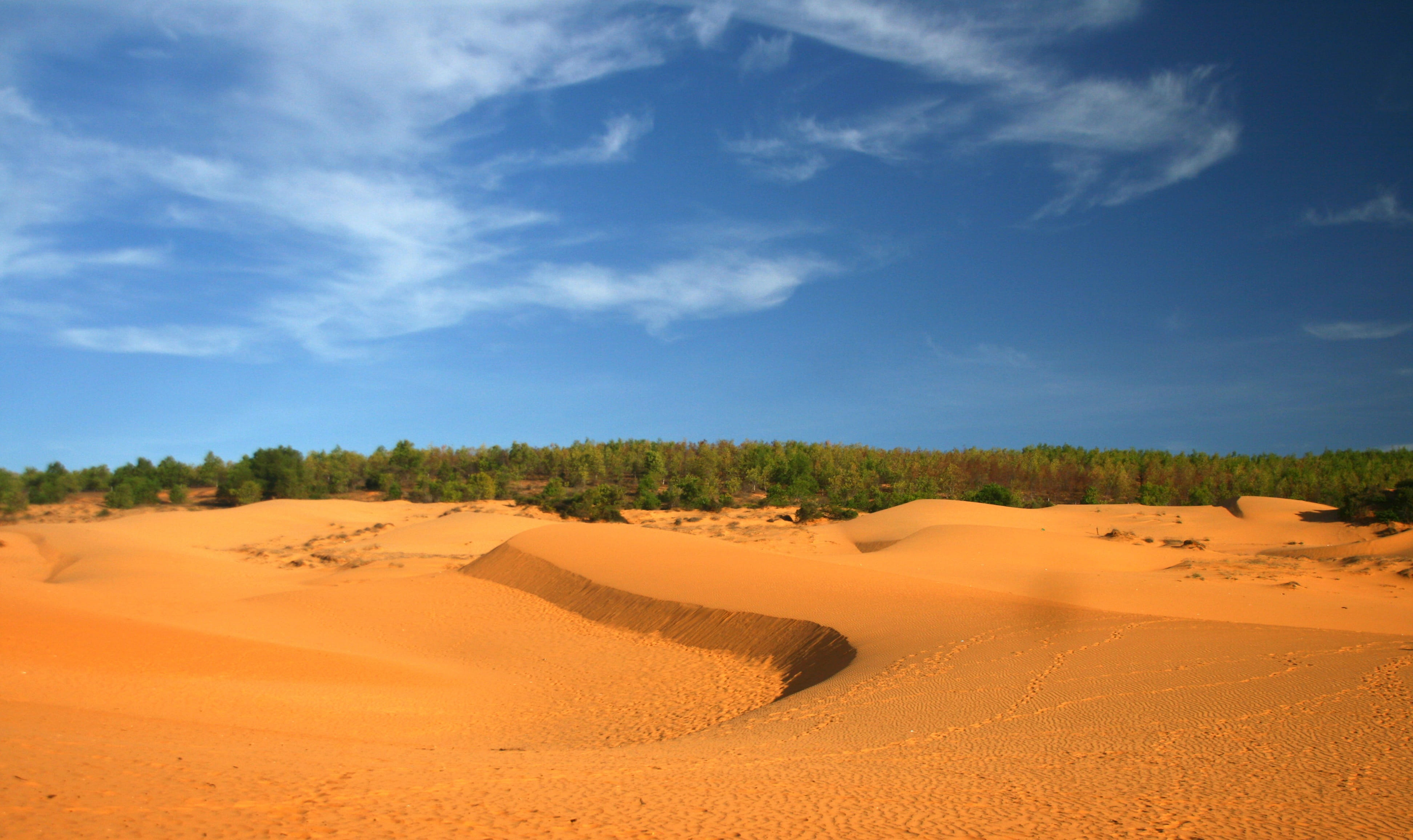 plant, day, climate, no people, arid climate, blue, tranquility, sand, land, sky, horizon over land, outdoors, Sand Hill, environment, sand dune, Vietnam, HD Wallpaper