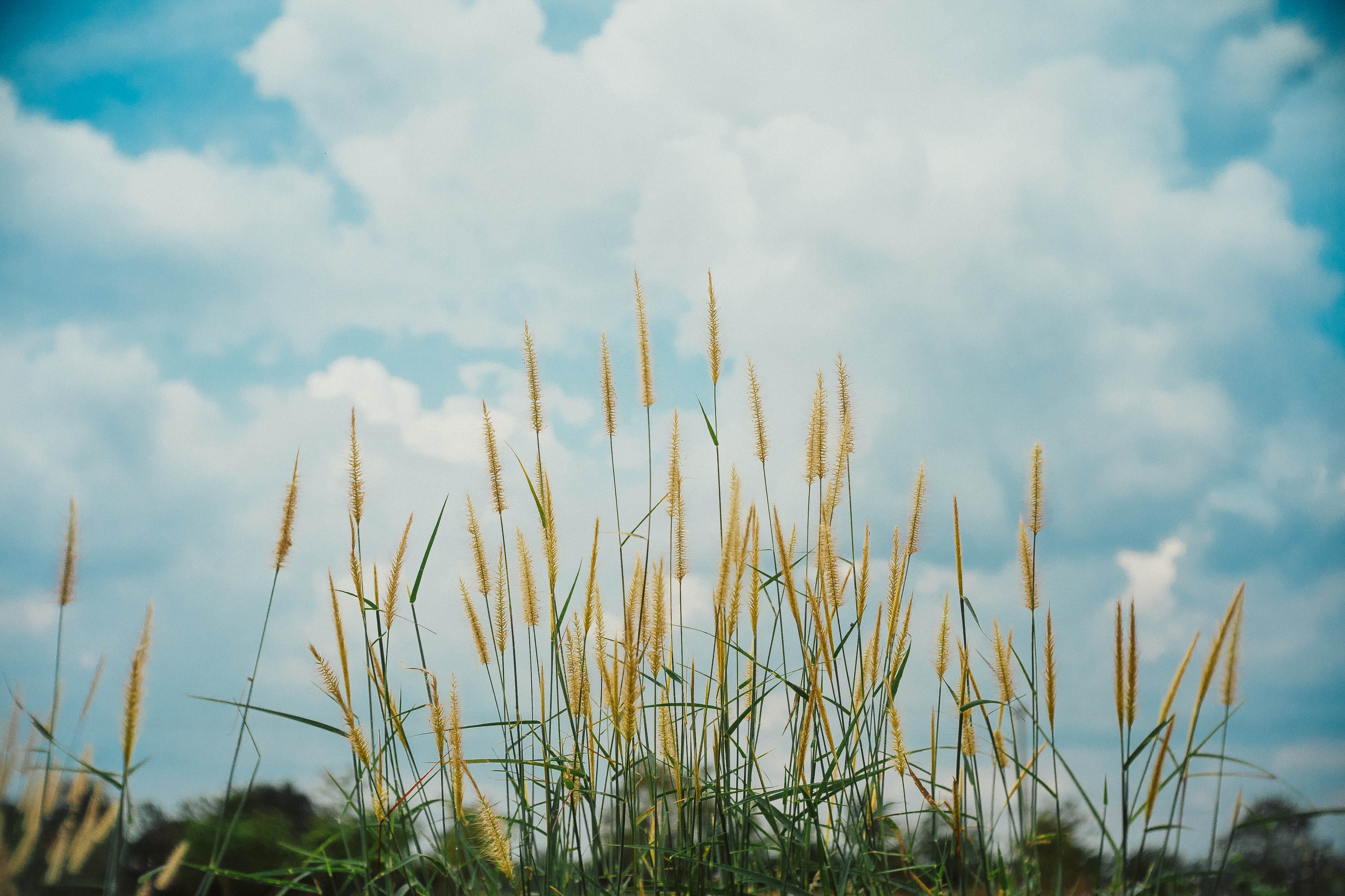 cloud - sky, no people, 4K, green color, environment, plant, tranquility, outdoors, field, day, low angle view, nature, focus on foreground, ubon ratchathani, HD Wallpaper