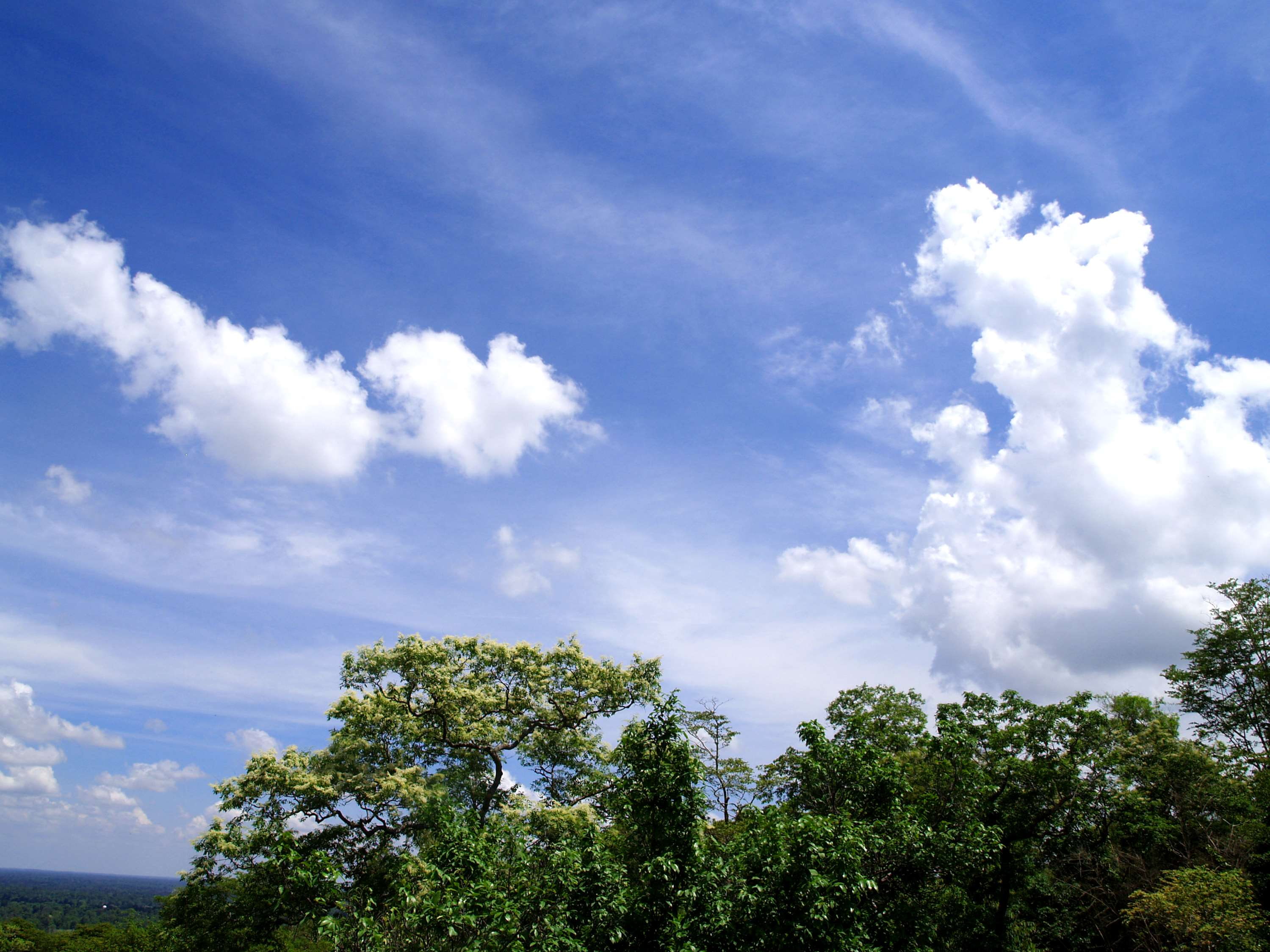 clouds, thailand, growth, trees, nature, cloud - sky, non-urban scene, plant, ubon ratchathani, tree, sky, bright, green color, low angle view, heaven, HD Wallpaper