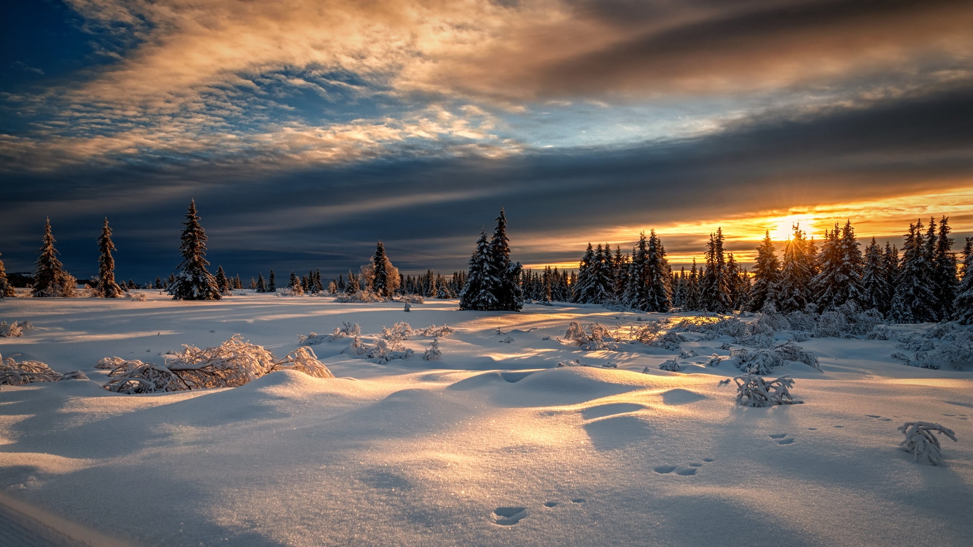 snow, frozen, winter, 1080P, forest, pine woodland, environment, trees, field, plant, Norway, cold temperature, pine, tranquility, coniferous tree, landscape, HD Wallpaper