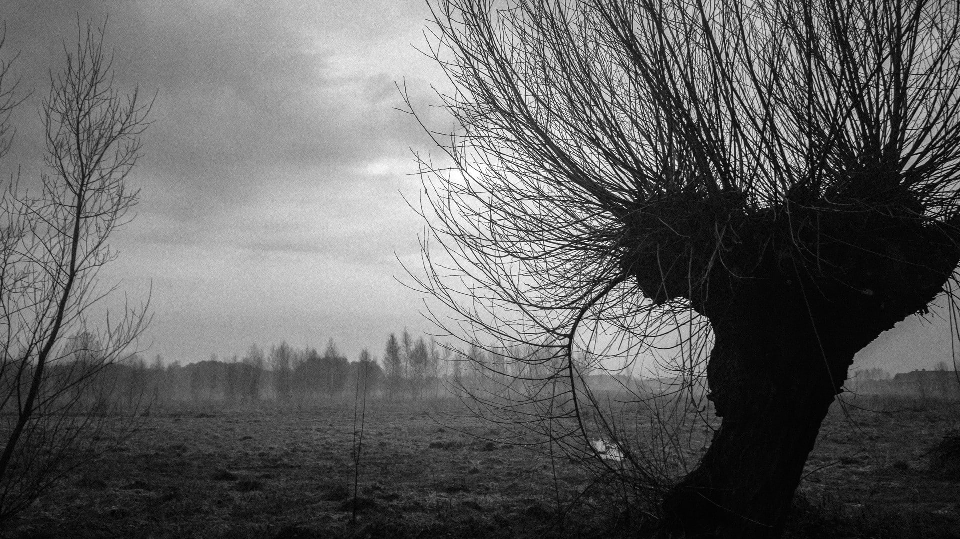 scenics - nature, non-urban scene, outdoors, field, 1080P, cloud - sky, tranquil scene, willow trees, Poland, trunk, forest, fog, land, mist, beauty in nature, HD Wallpaper