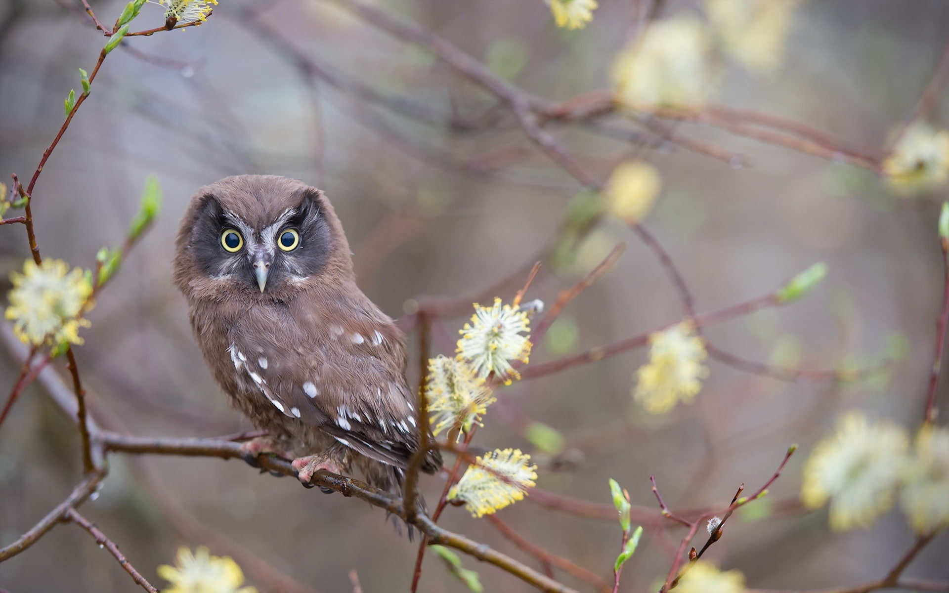Owl, Cute, brown, Willow, Little, Tree, 1080P, black, Buds, HD Wallpaper