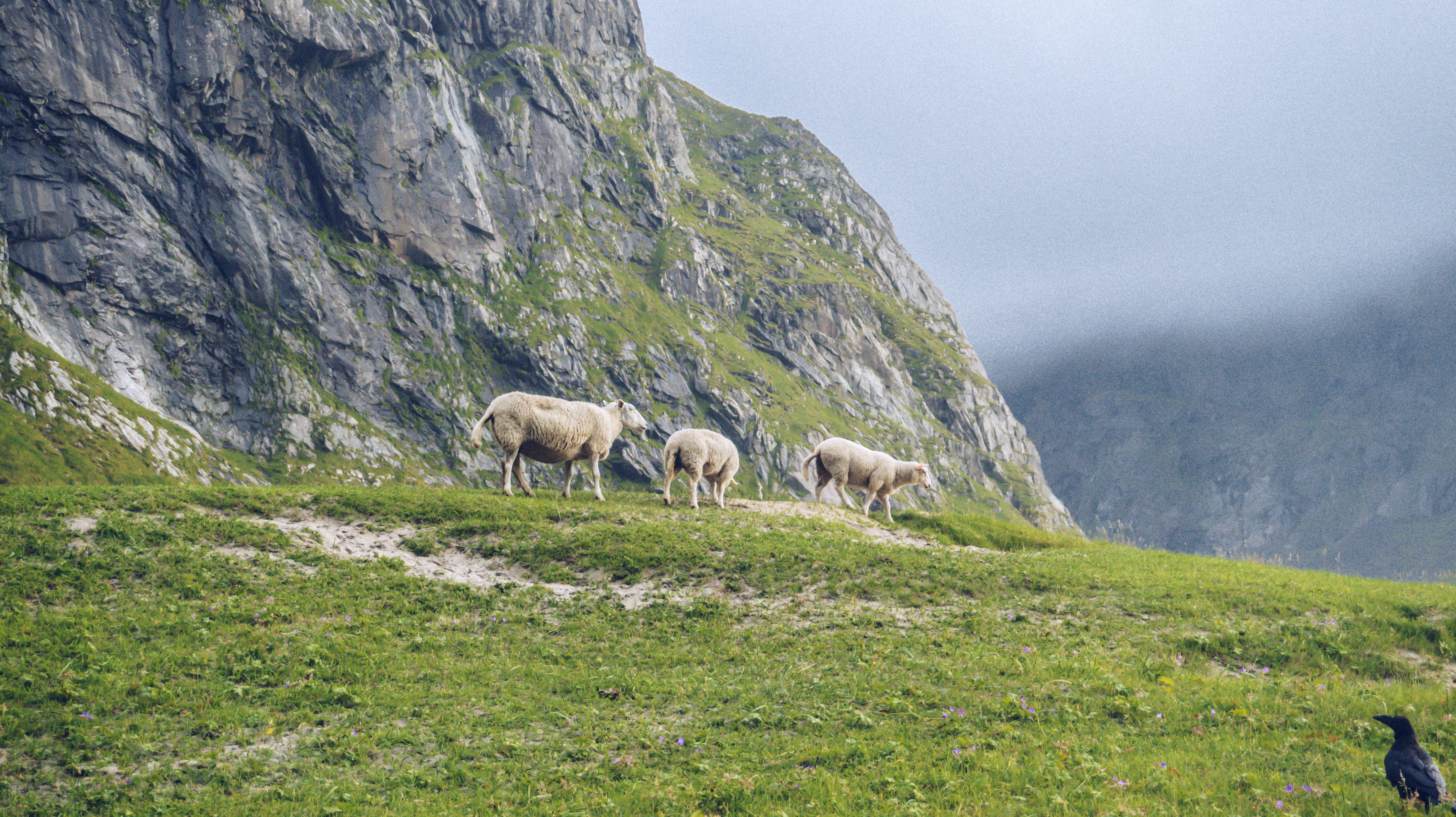 beach, kvalvika beach, plant, beauty in nature, grazing, lofoten, domestic animals, fog, environment, no people, wildlife, sheep, pets, herbivorous, raven, HD Wallpaper