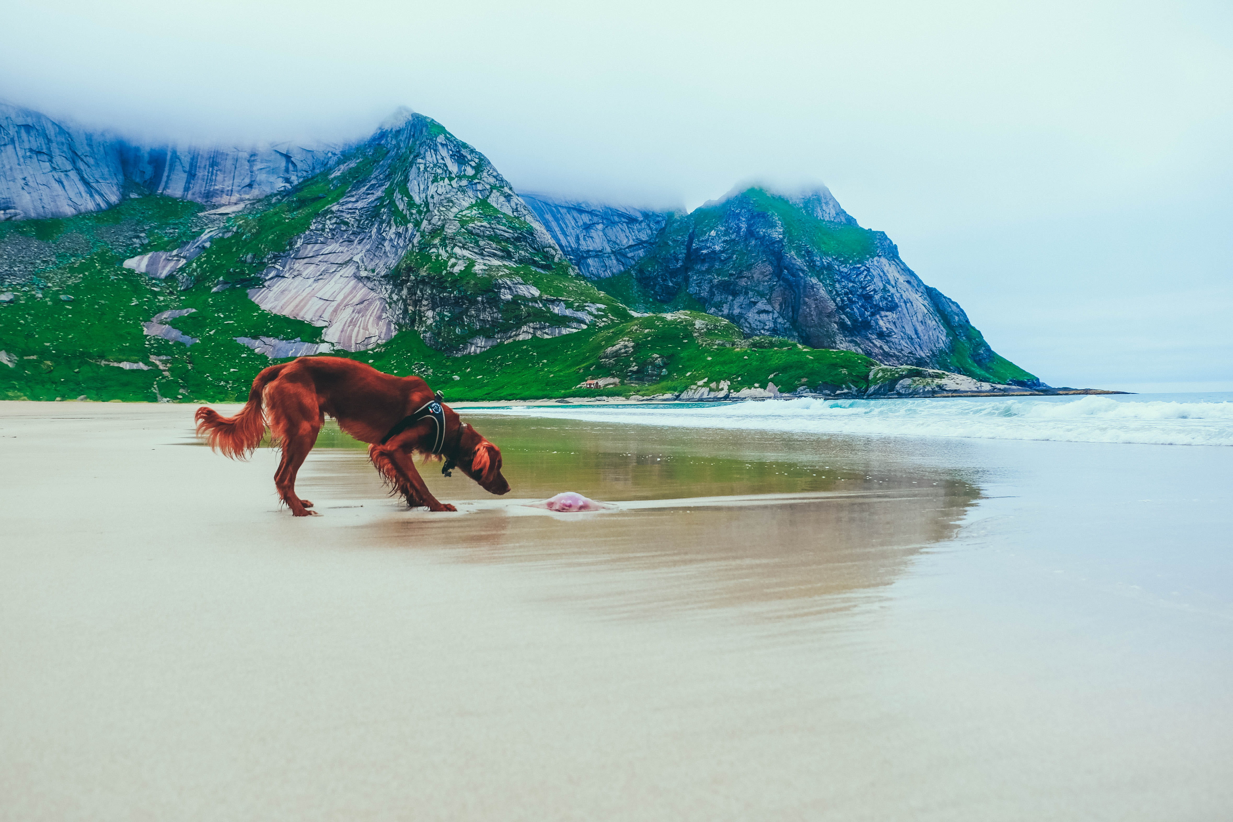 canine, no people, bunesstranden, mammal, domestic, nature, day, moskenes, herbivorous, mist, vertebrate, non-urban scene, animal, scenics - nature, pets, HD Wallpaper