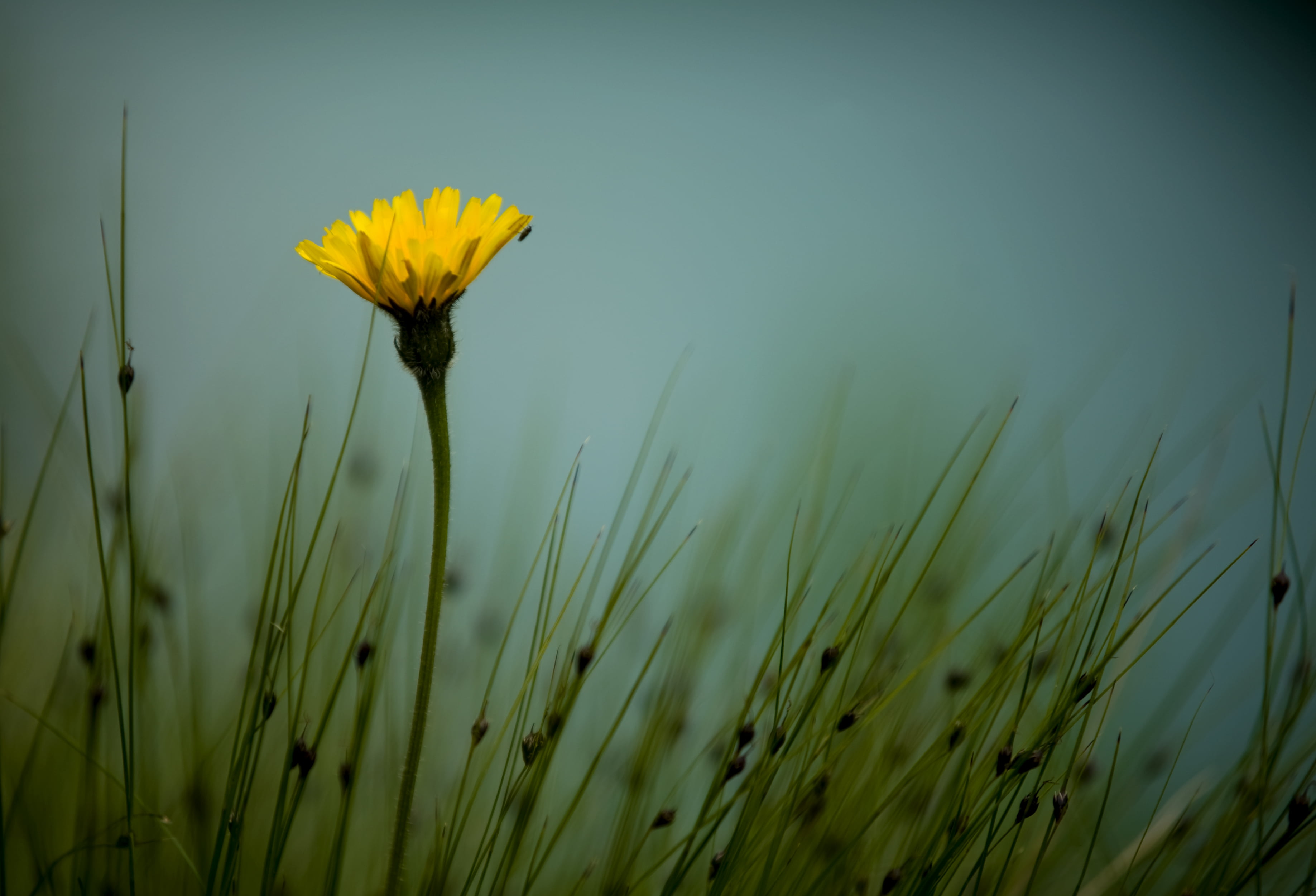 summer, close, photo, meadow, nikon, solitario, flower, close-up, outdoors, yellow, close up, 2K, d700, petal, nature, plant, grass, HD Wallpaper