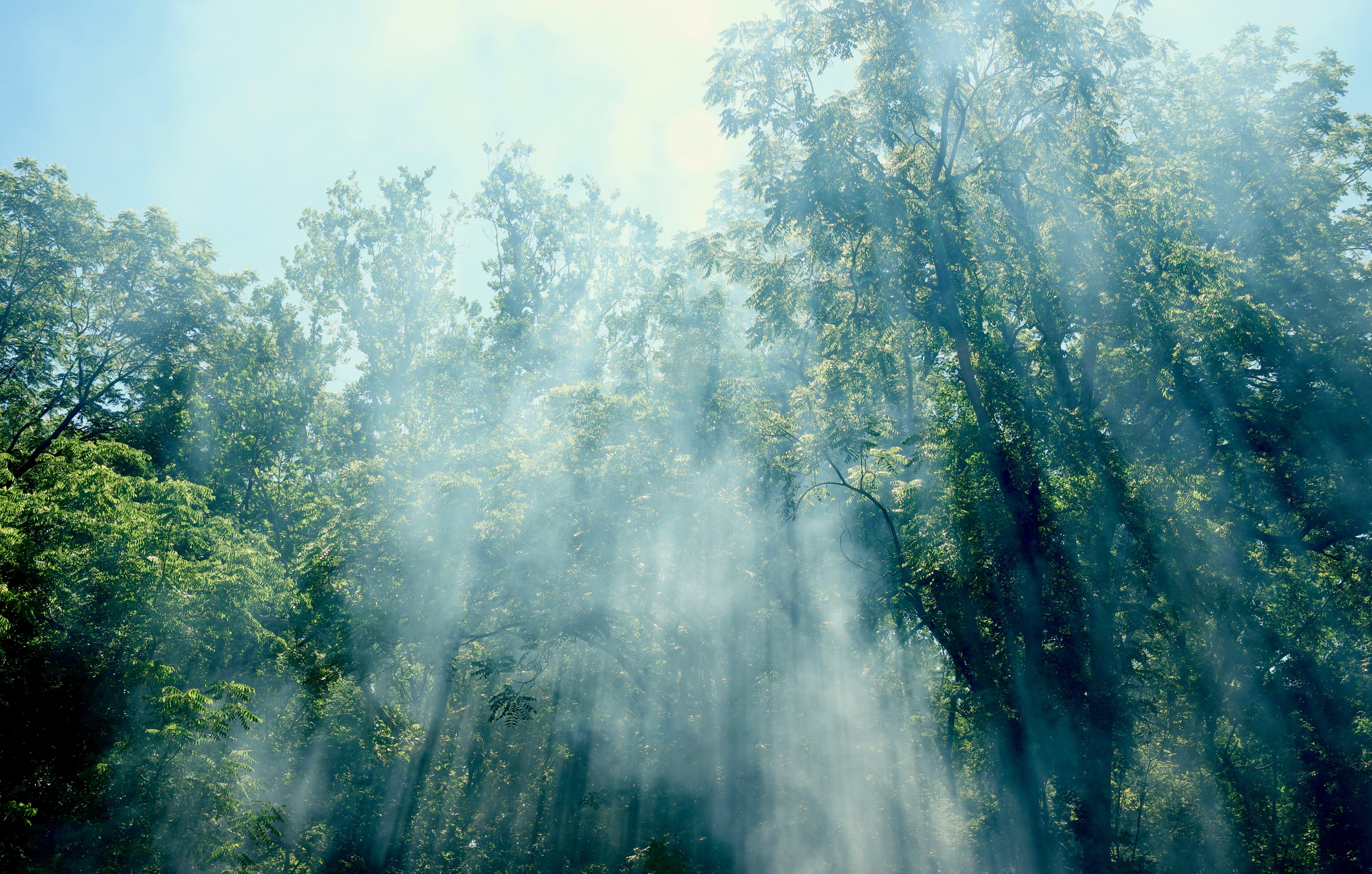 no people, outdoors, day, green color, smoke, background, scenics - nature, humidity, environment, streaming, heat, middleburg, 5K, nature, tranquility, HD Wallpaper
