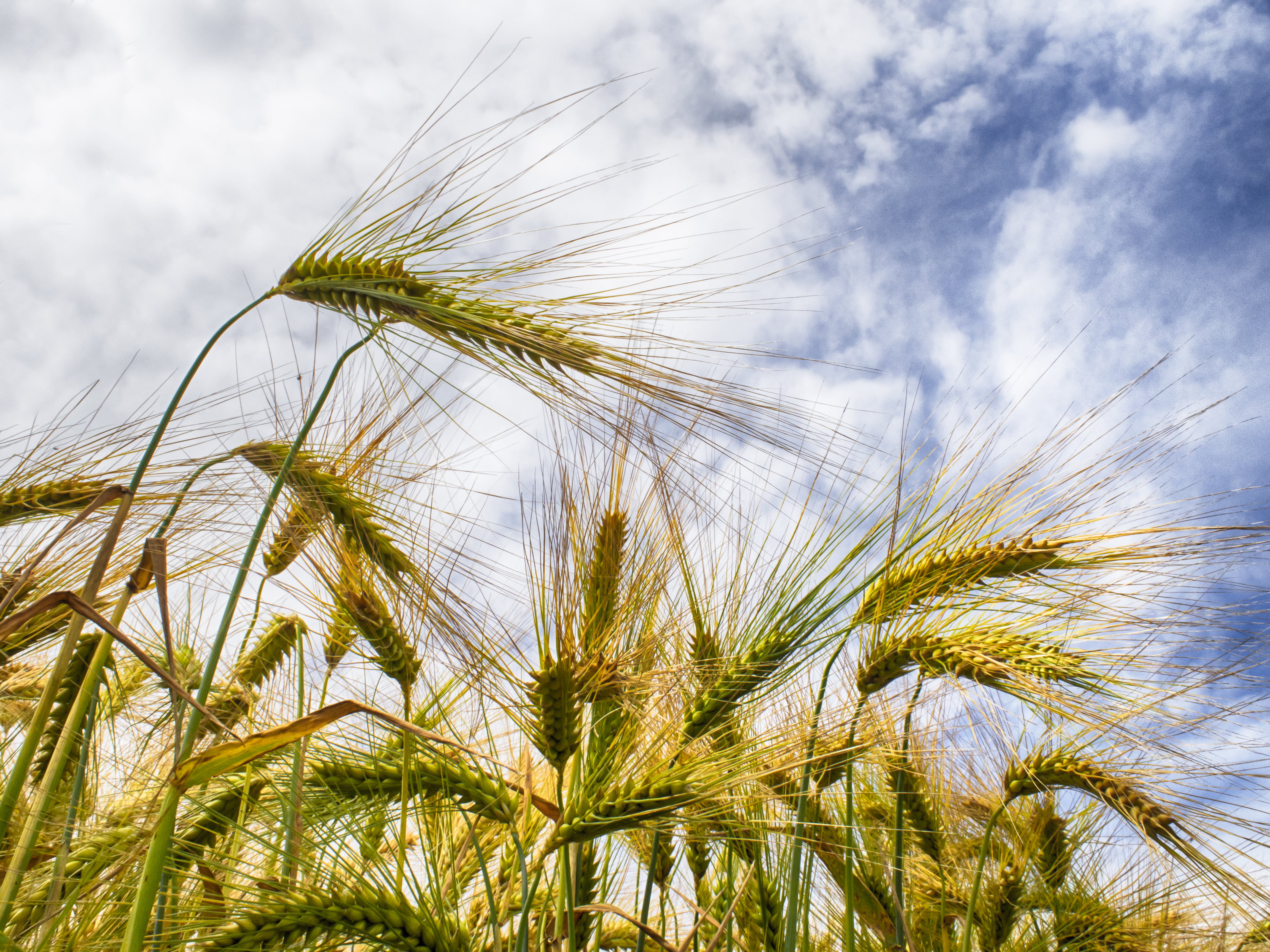 explore, light, crop, cereal, barley, baby, cereal Plant, agriculture, field, close-up, sweat, farm, ears, growth, outdoors, clouds, yellow  green, food, HD Wallpaper