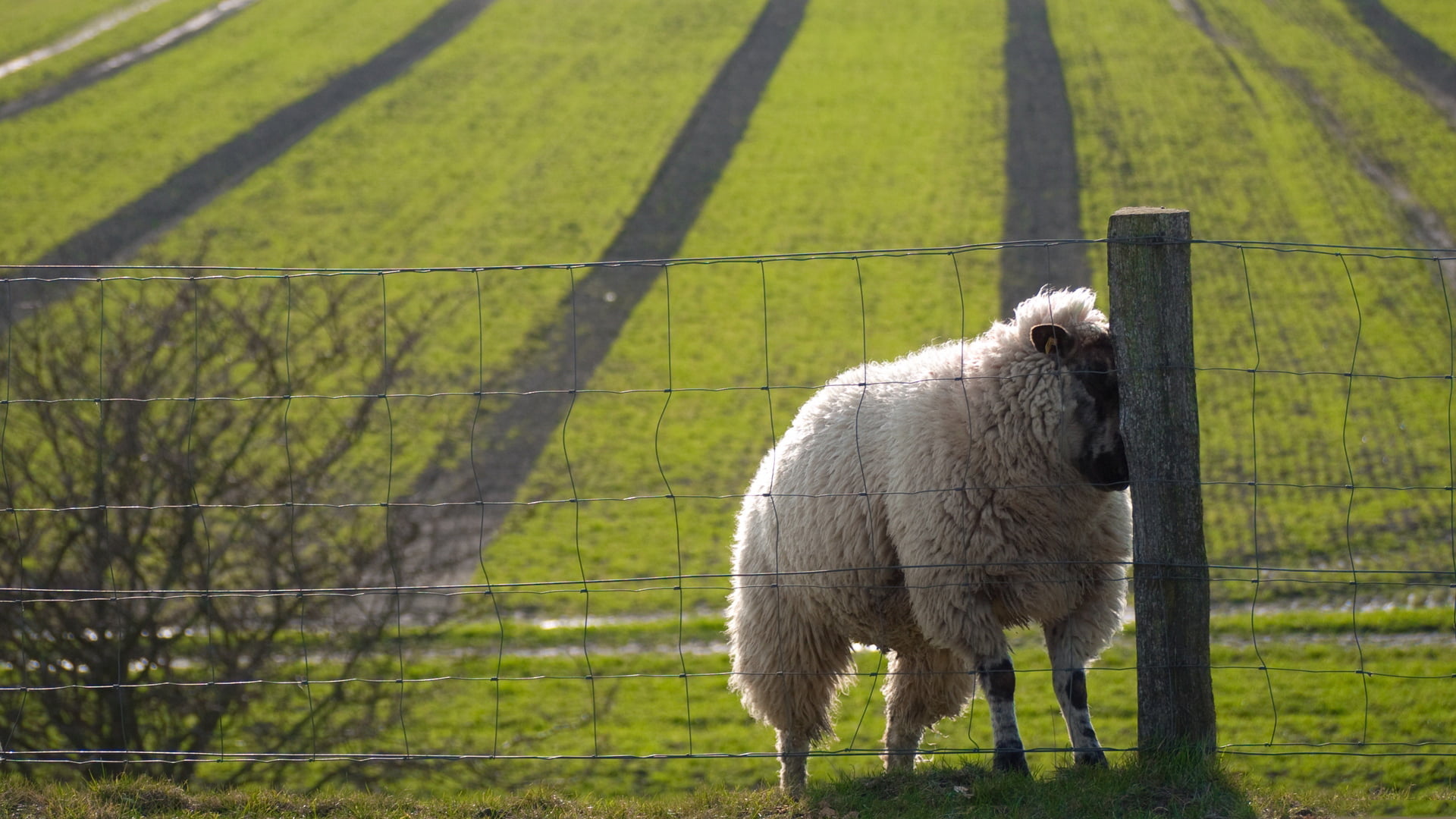 boundary, one animal, sheep, herbivorous, barrier, plant, domestic animals, domestic, livestock, fence, animal themes, the fence, grass, outdoors, animal, HD Wallpaper