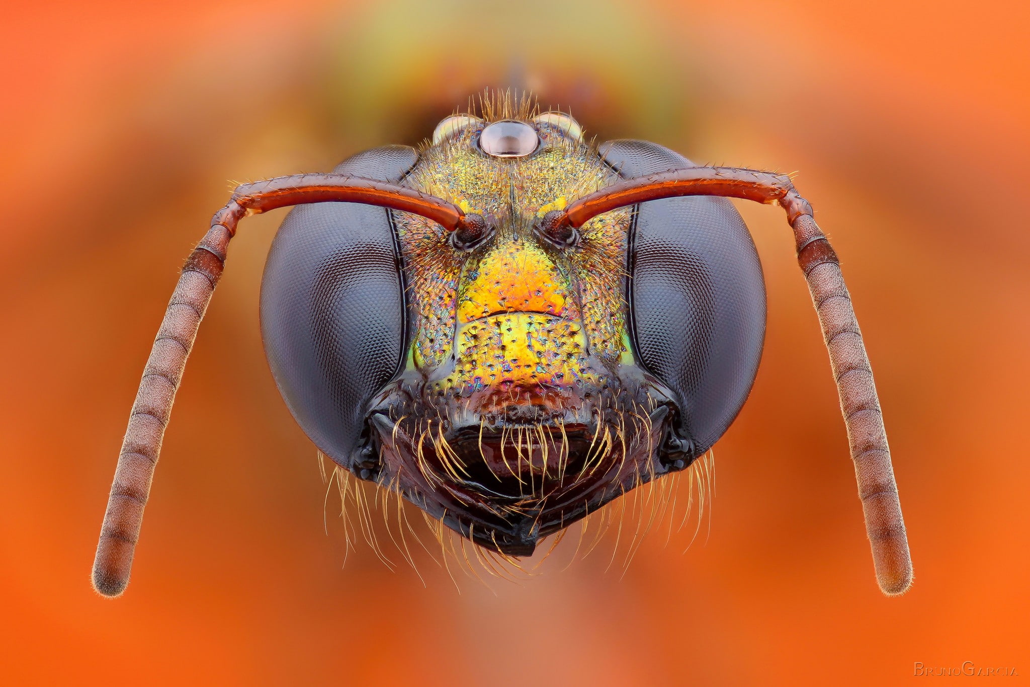 1080P, closeup, bees, HD Wallpaper