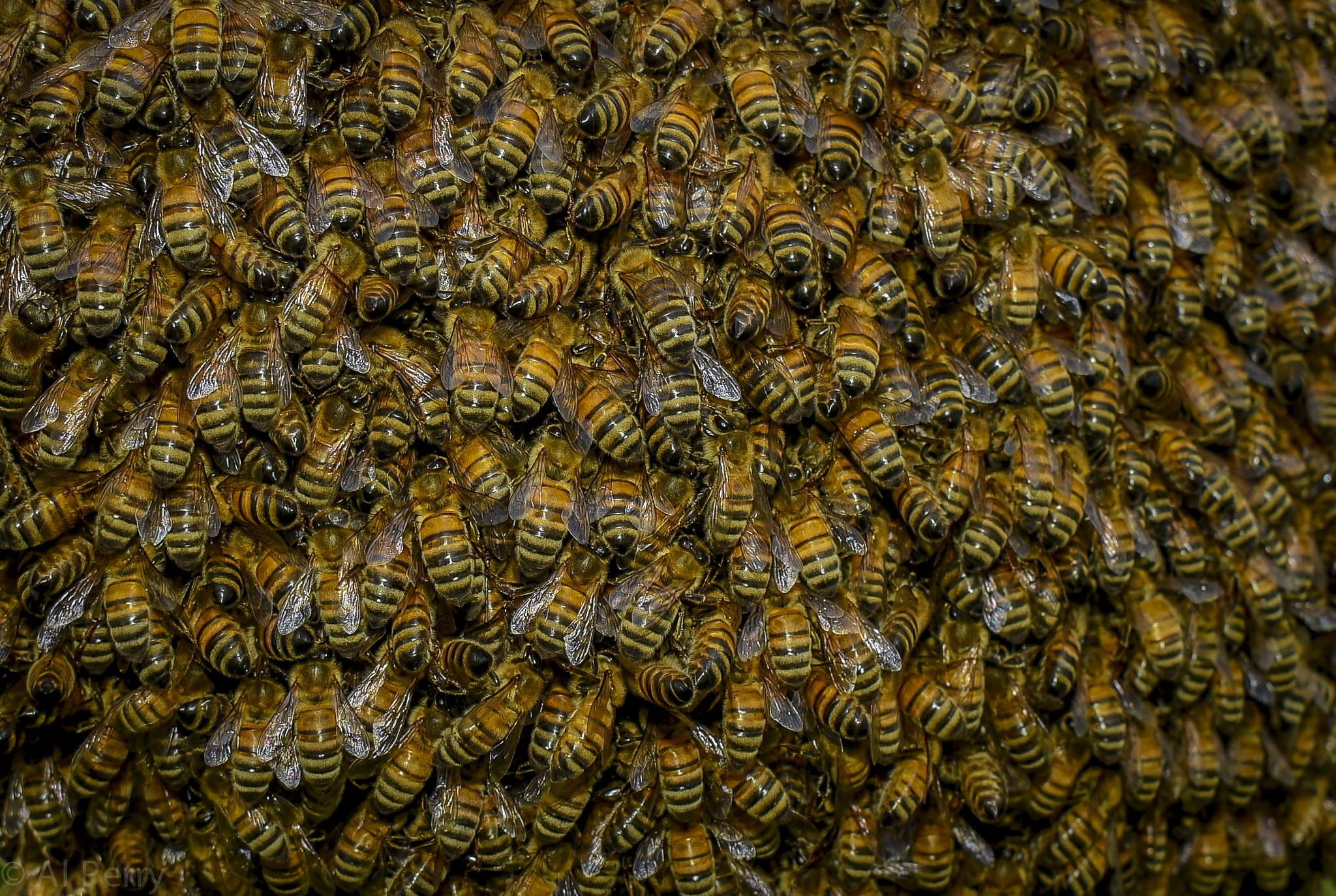 bees, nature, 1080P, HD Wallpaper