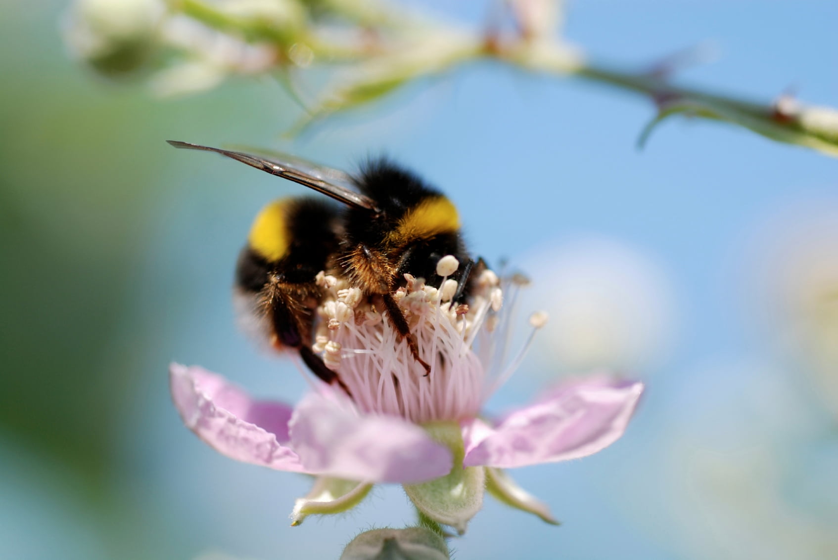 720P, bumblebee, freshness, pollination, flowers, animal wildlife, insect, flowering plant, beauty in nature, vulnerability, focus on foreground, petal, HD Wallpaper