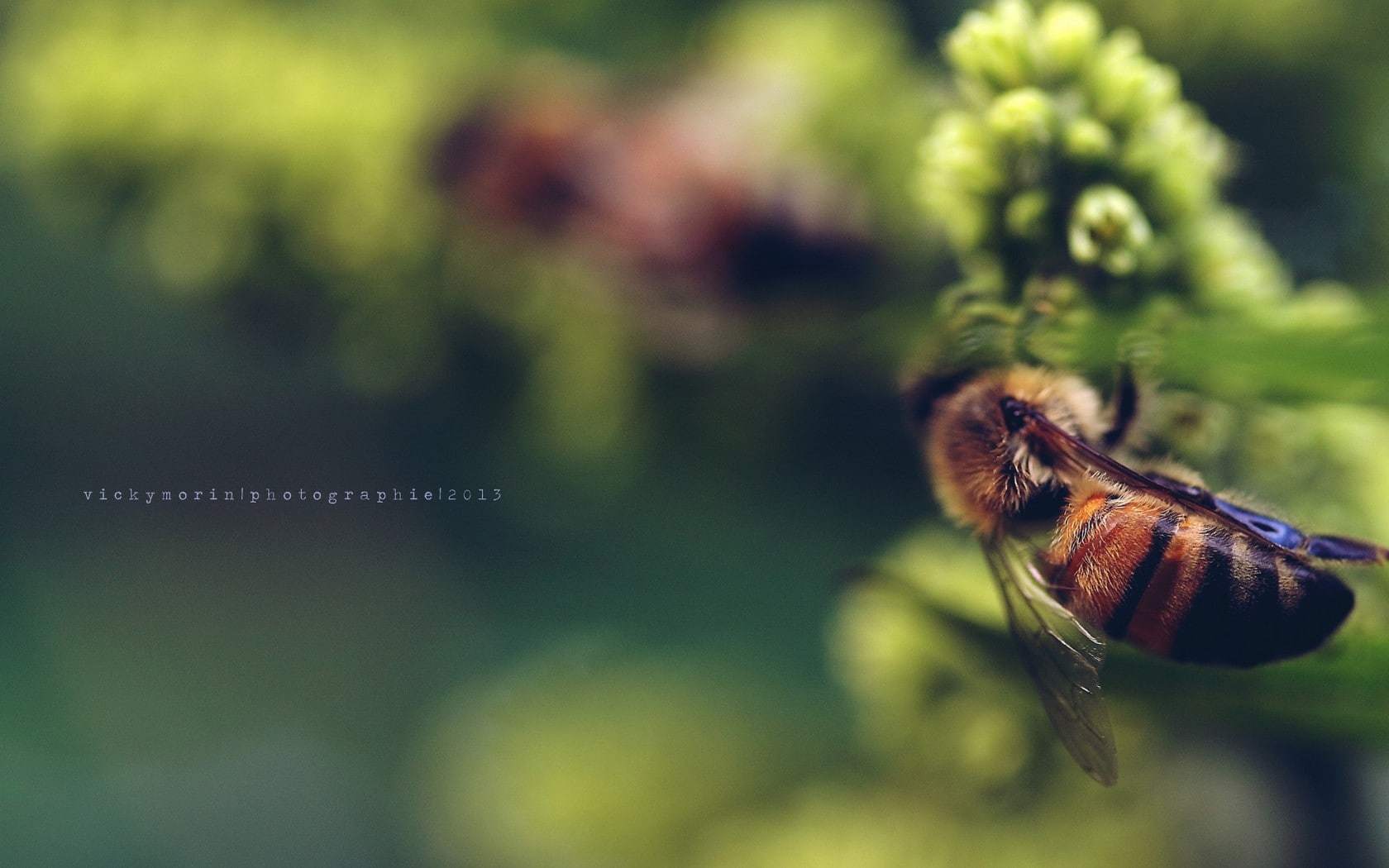 insect, bees, animals, nature, 720P, HD Wallpaper