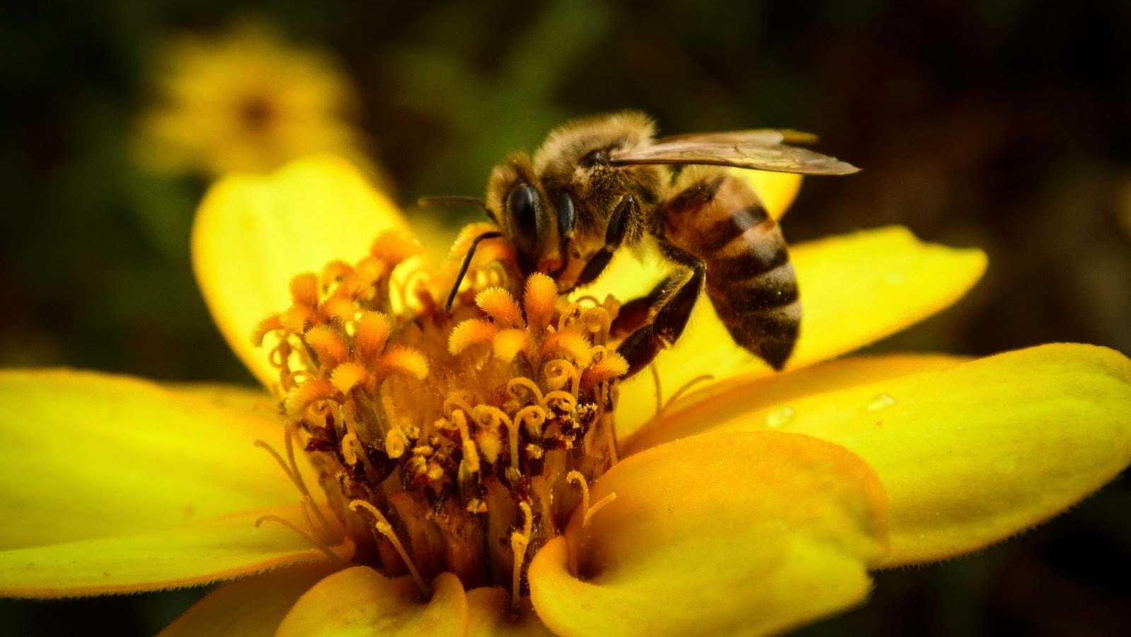 macro, flowers, animals, 720P, insect, bees, HD Wallpaper