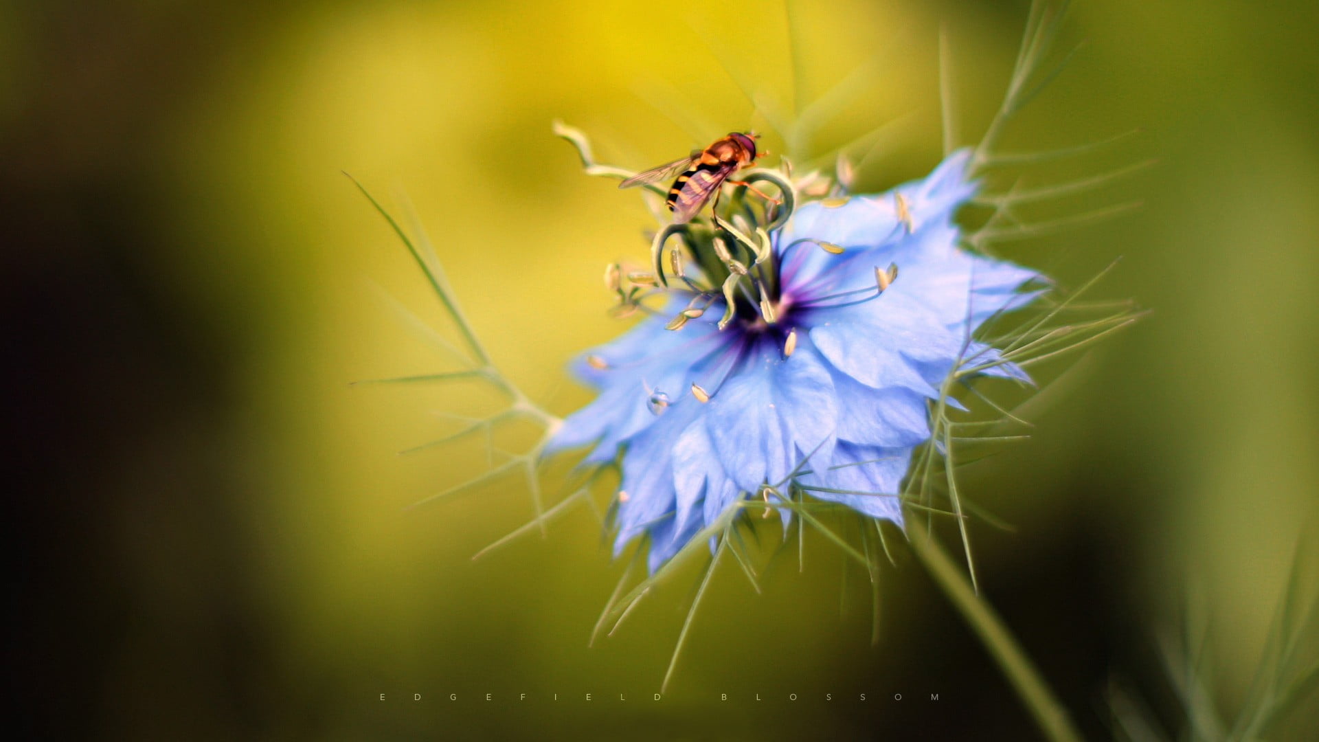 blossom, leaf, purple, blue flowers, macro, wildlife, yellow, petaled, animal wildlife, flower Head, flowert, flower, multi Colored, vulnerability, plant, HD Wallpaper