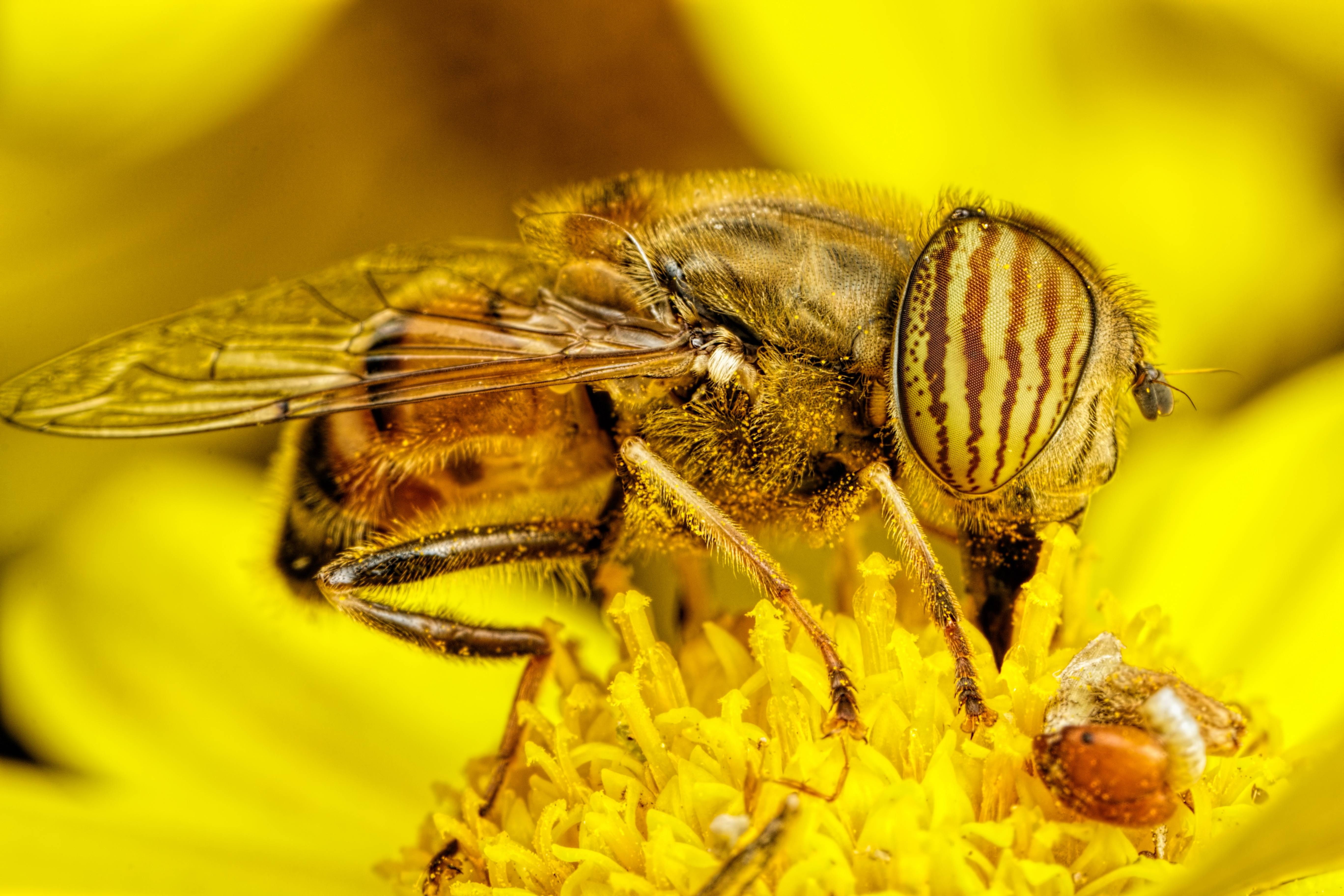 animals, macro, diptera, 5K, insect, bees, HD Wallpaper