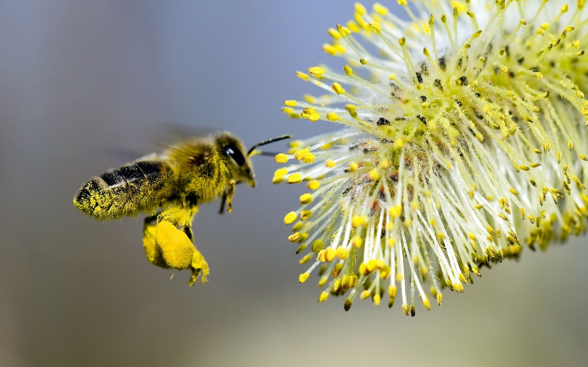 flowers, 1080P, bees, animals, HD Wallpaper