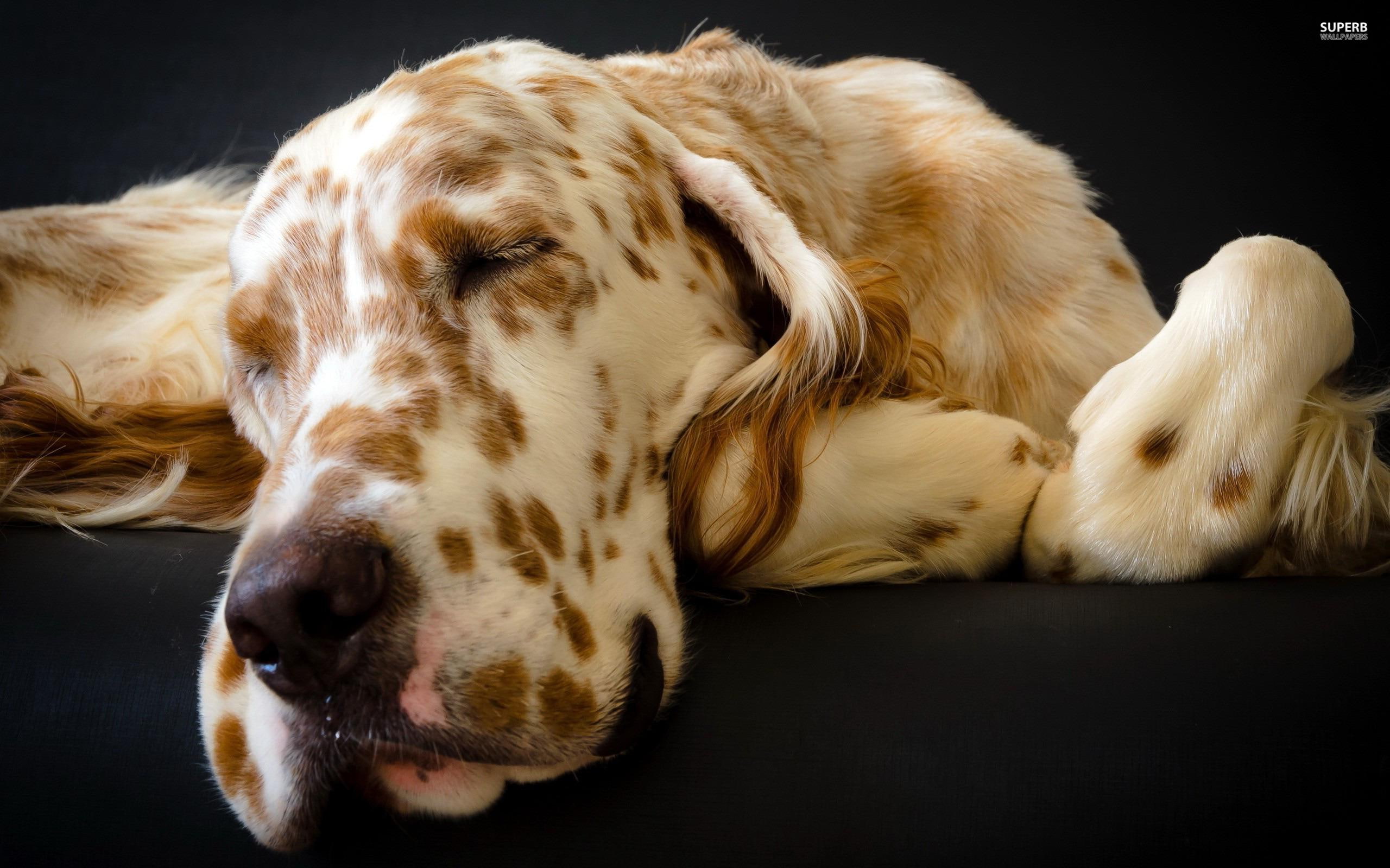 2K, great, great dane, animal, animals, large, dane, sleep, sleeping, HD Wallpaper