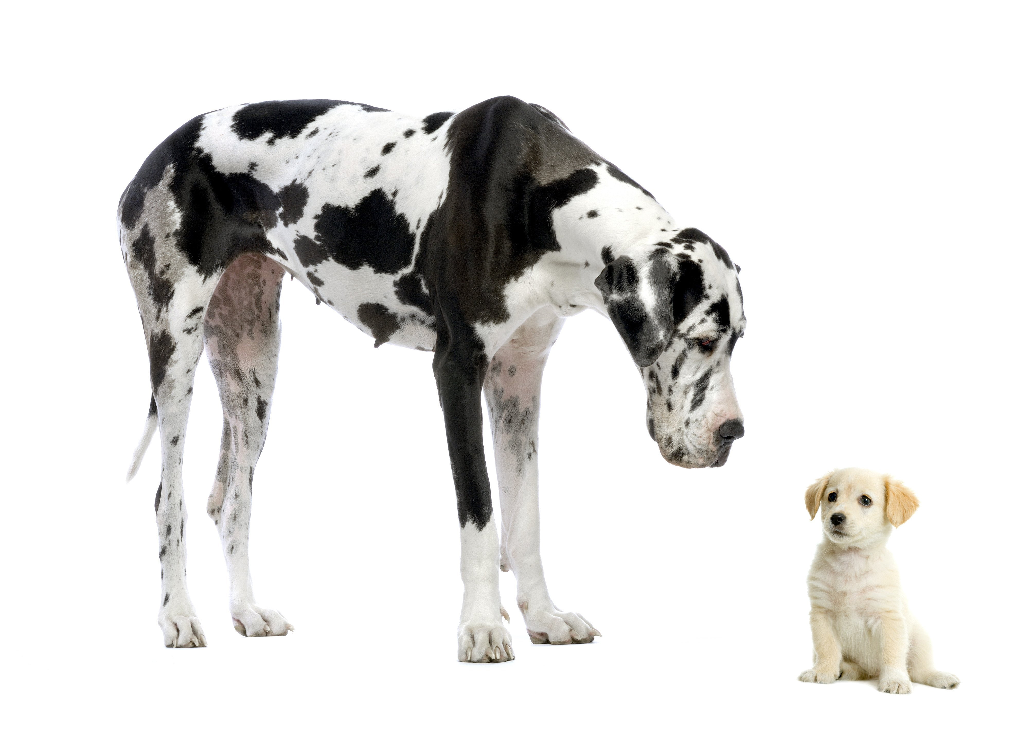 dogs, young animal, white background, pets, mammal, dog, domestic, animal themes, vertebrate, indoors, group of animals, Dane, studio shot, canine, 4K, HD Wallpaper
