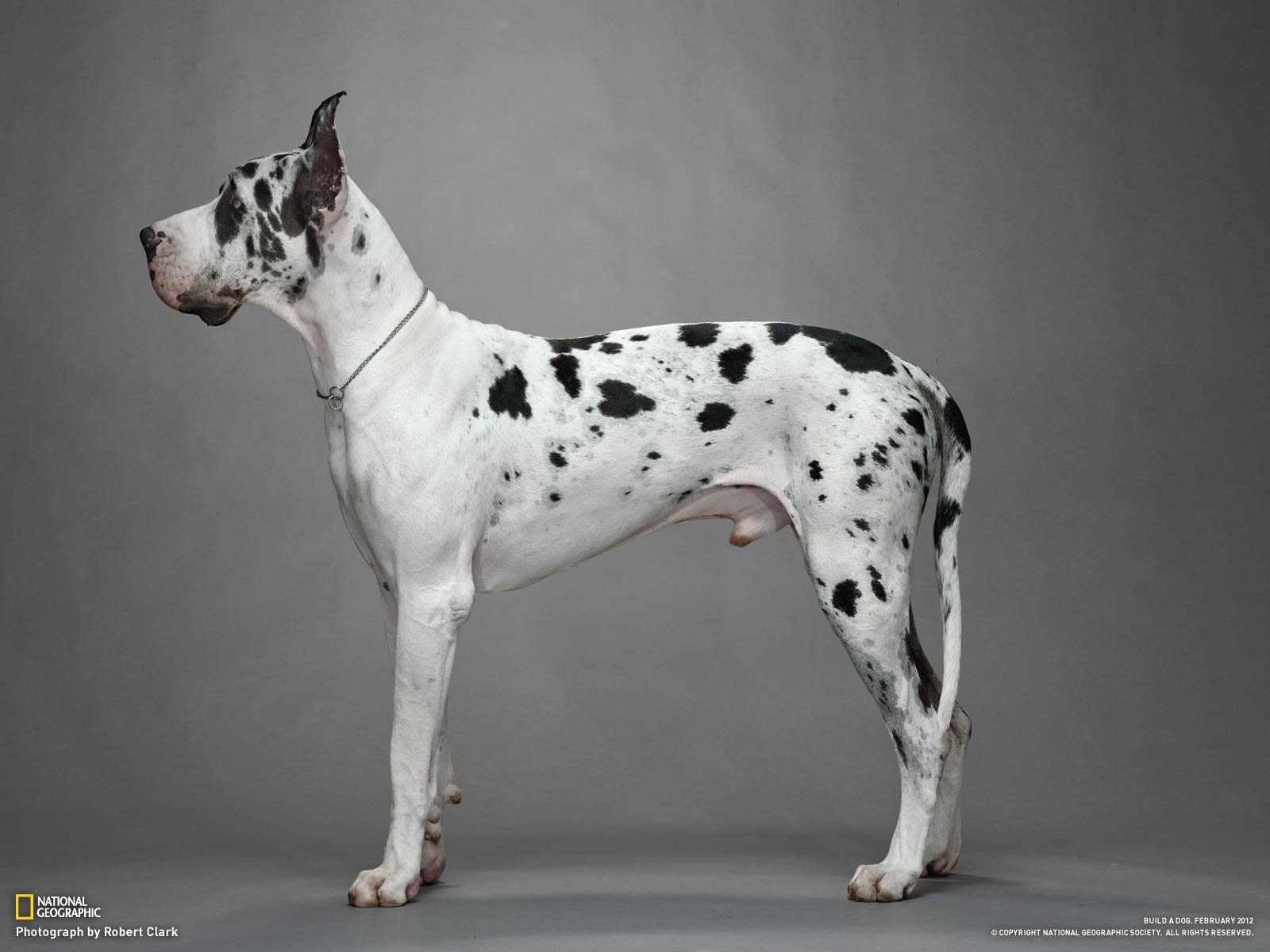 great, dog, dane, dogs, 720P, HD Wallpaper