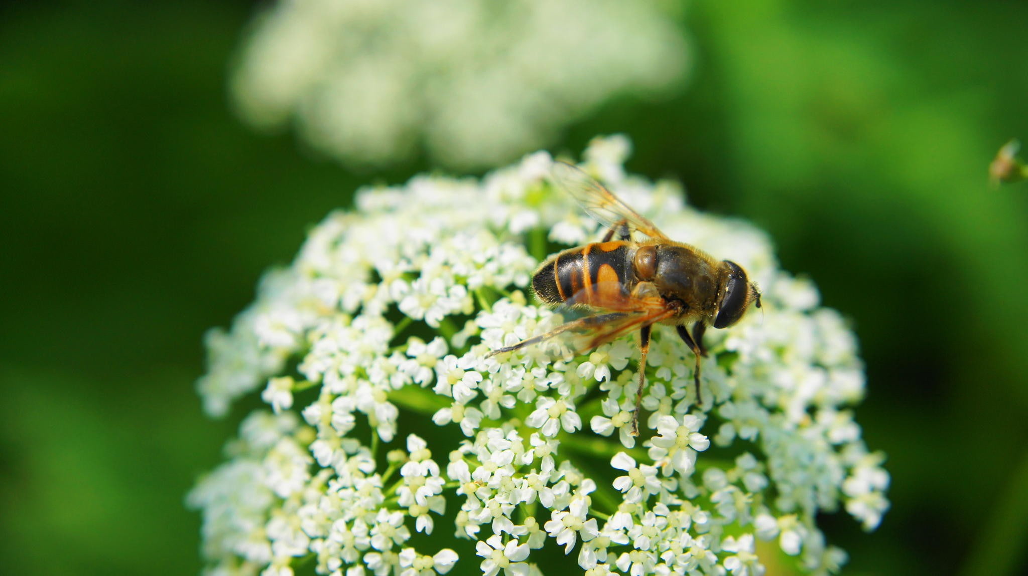 beauty in nature, animals in the wild, selective focus, vulnerability, no people, flower, outdoors, flower head, white flowers, depth of field, photography, HD Wallpaper
