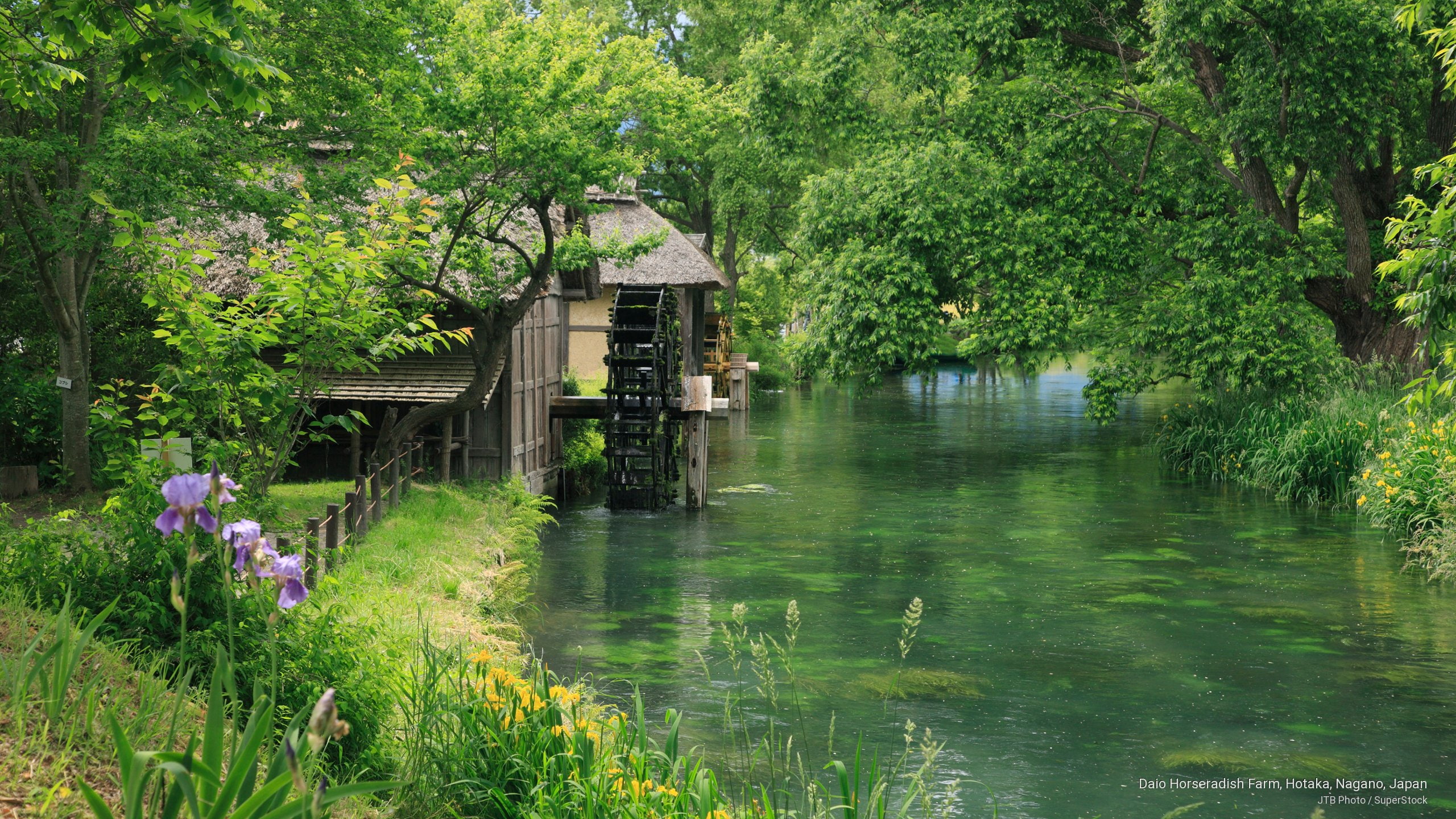 nagano, horseradish, japan, Asia, hotaka, daio, farm, 2K, HD Wallpaper