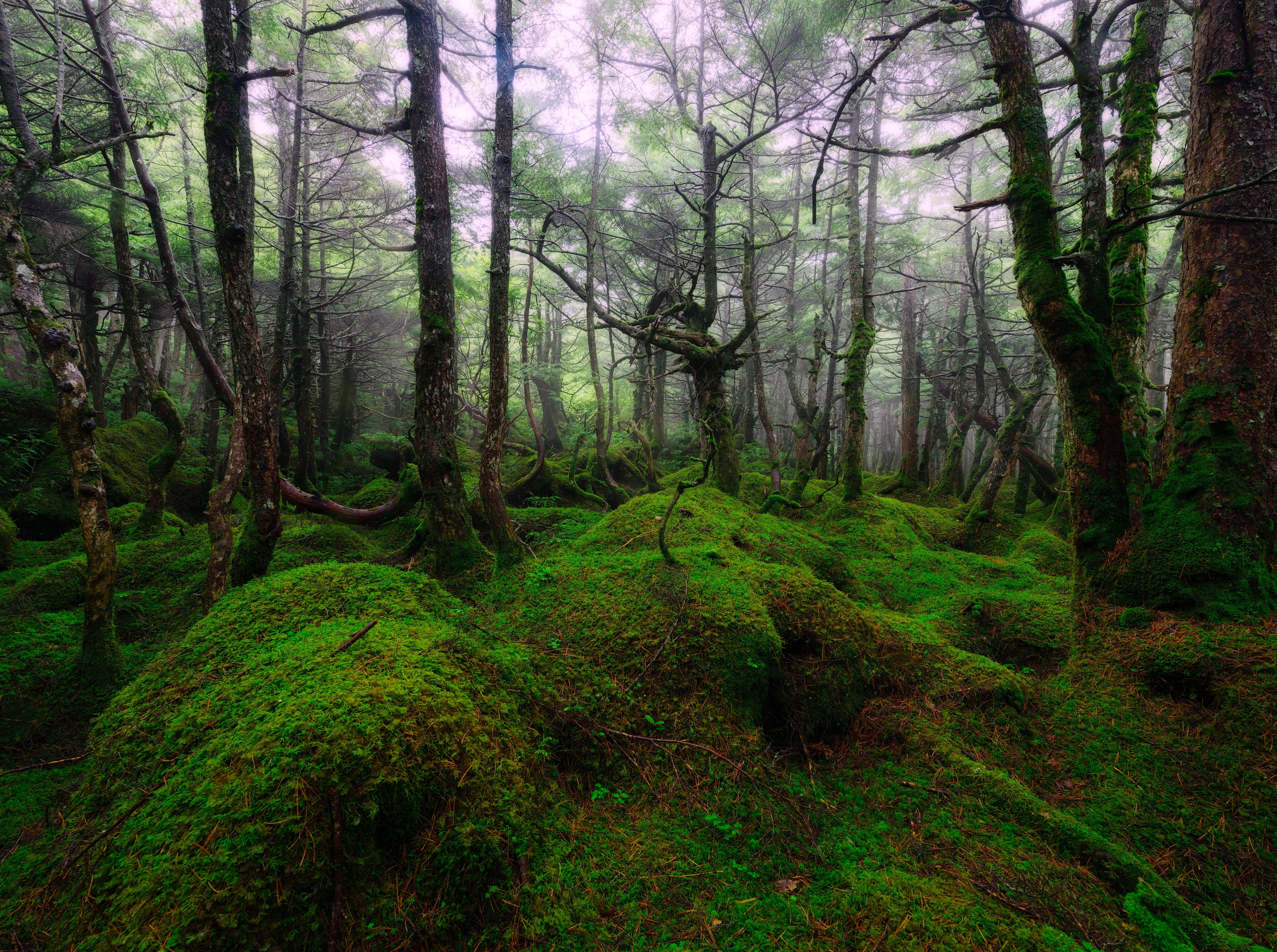 rainforest, Summer, nagano, Japan, lush foliage, Mononoke, green, jungle, Forest, non-urban scene, day, nature, tranquil scene, mononokeforest, plant, beauty in nature, HD Wallpaper