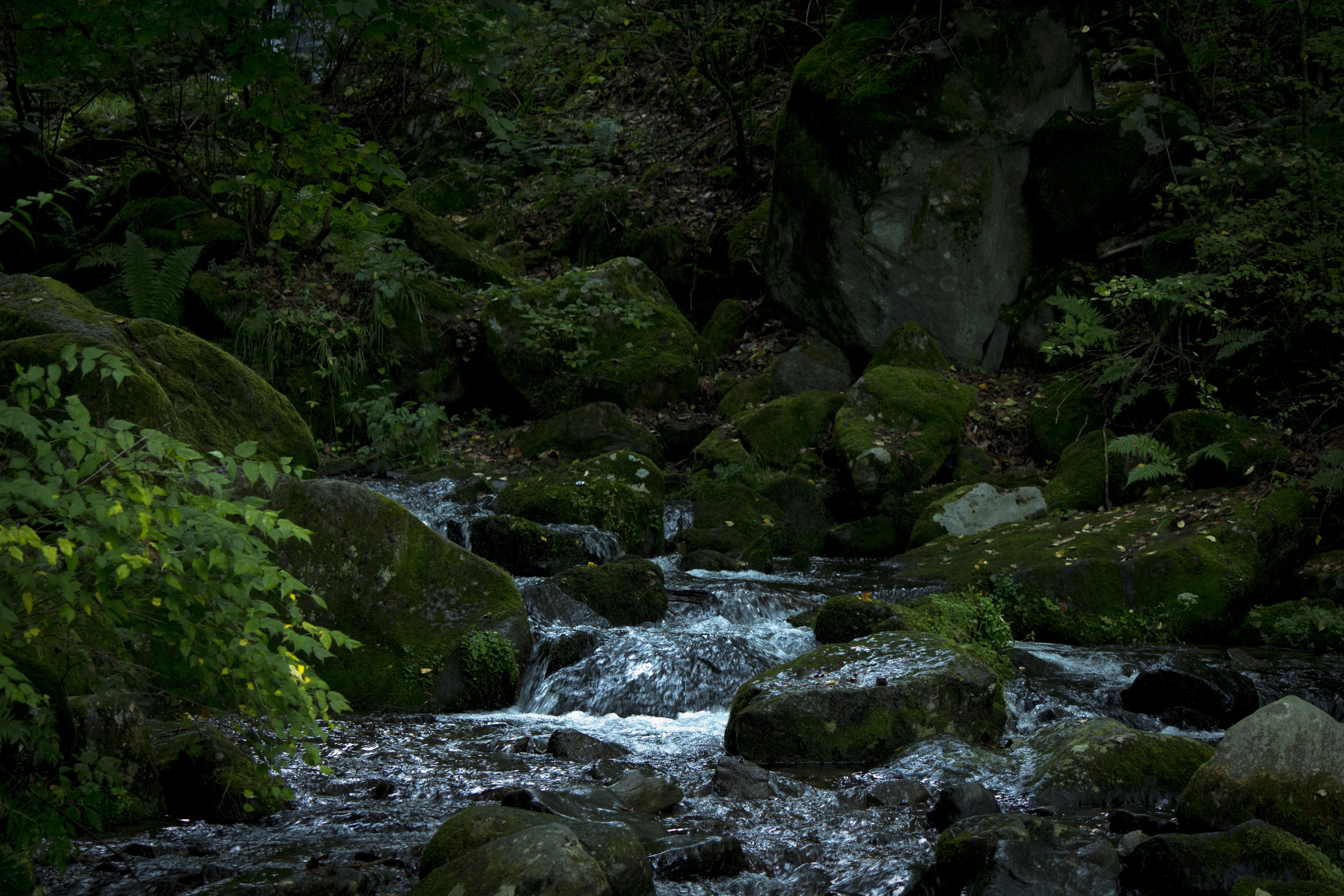 rainforest, flowing, flow, nagano, plant, no people, stream - flowing water, moss, japan, tranquil scene, outdoors, flowing water, tranquility, non-urban scene, HD Wallpaper
