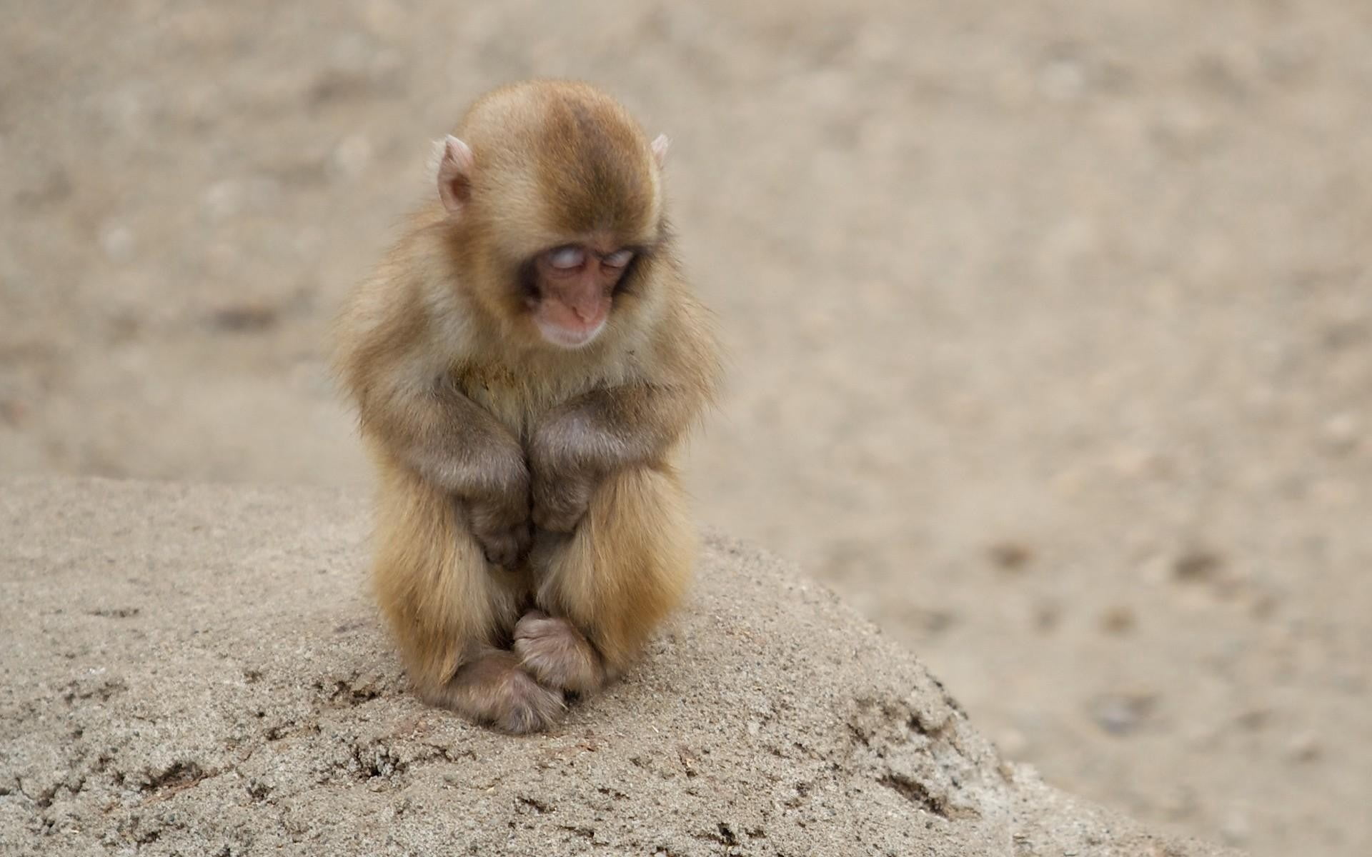 baboon, no people, human Face, primate, animal, sitting, wildlife, small, looking away, macaque, nature, vertebrate, sand, mother, looking, nagano Prefecture, HD Wallpaper