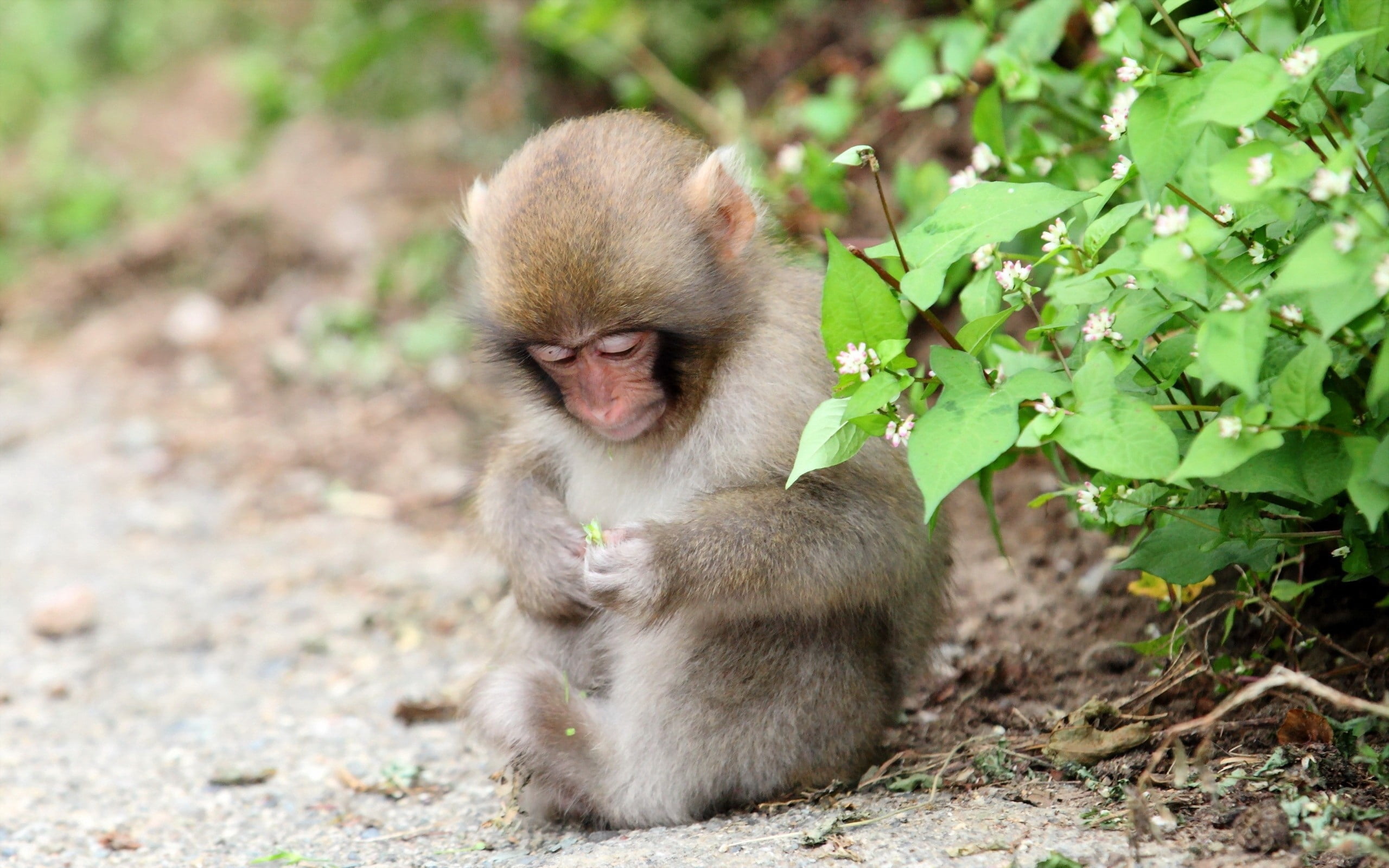nature, human Face, one animal, wildlife, day, outdoors, cute, care, asia, leaves, baboon, macaque, mammal, plant part, sit, animal, tree, vertebrate, no people, HD Wallpaper