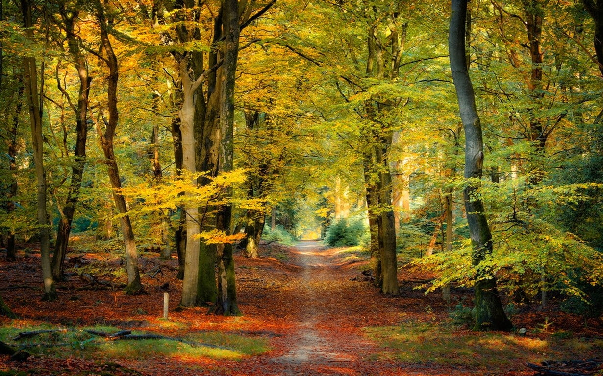 trunk, plant, autumn collection, beauty in nature, idyllic, tree trunk, Netherlands, growth, scenics - nature, change, nature, no people, sunlight, trail, HD Wallpaper