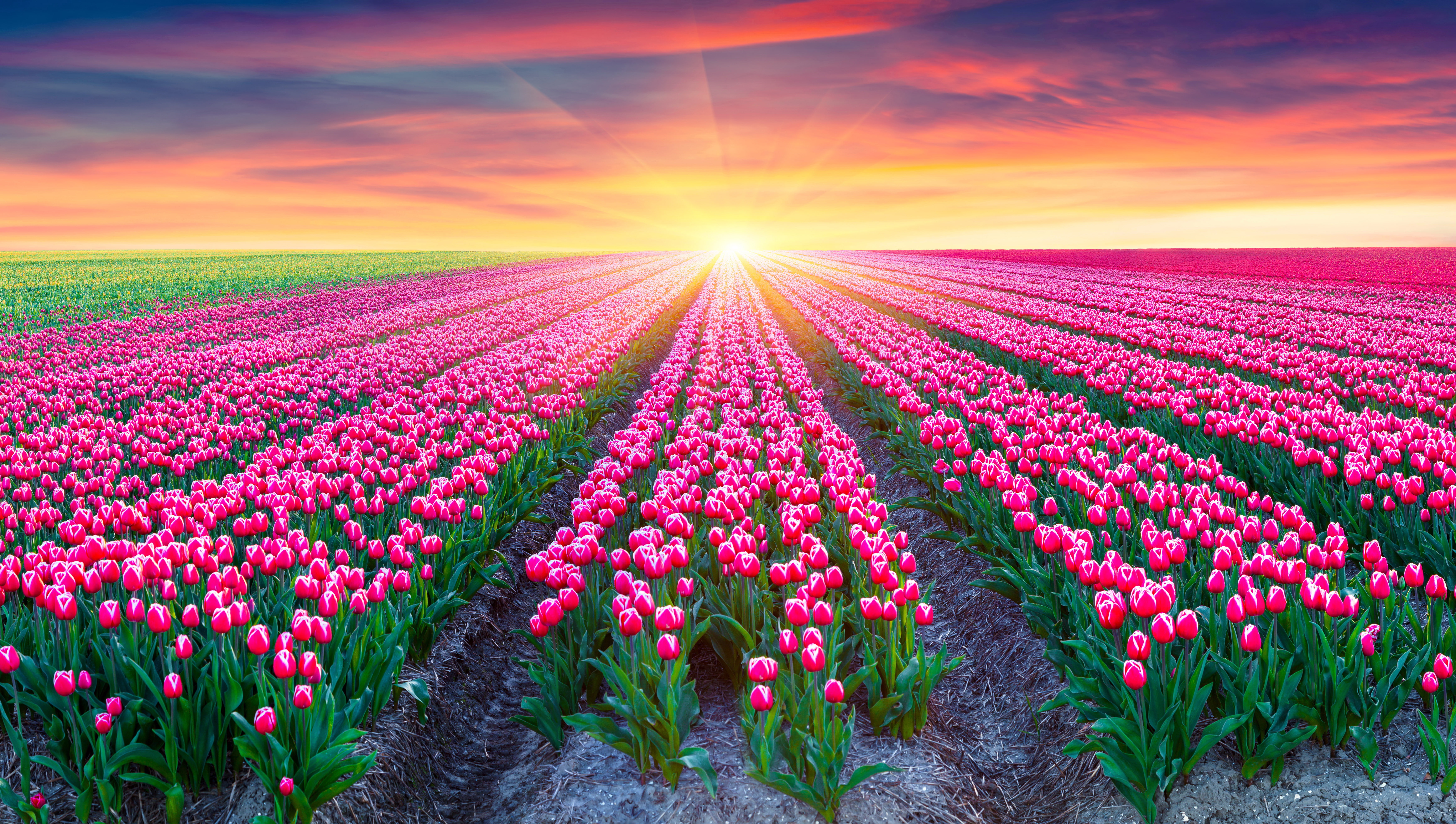Netherlands, Pink Tulips, Tulips field, Sunrise, 5K, 5K, Beautiful, HD Wallpaper