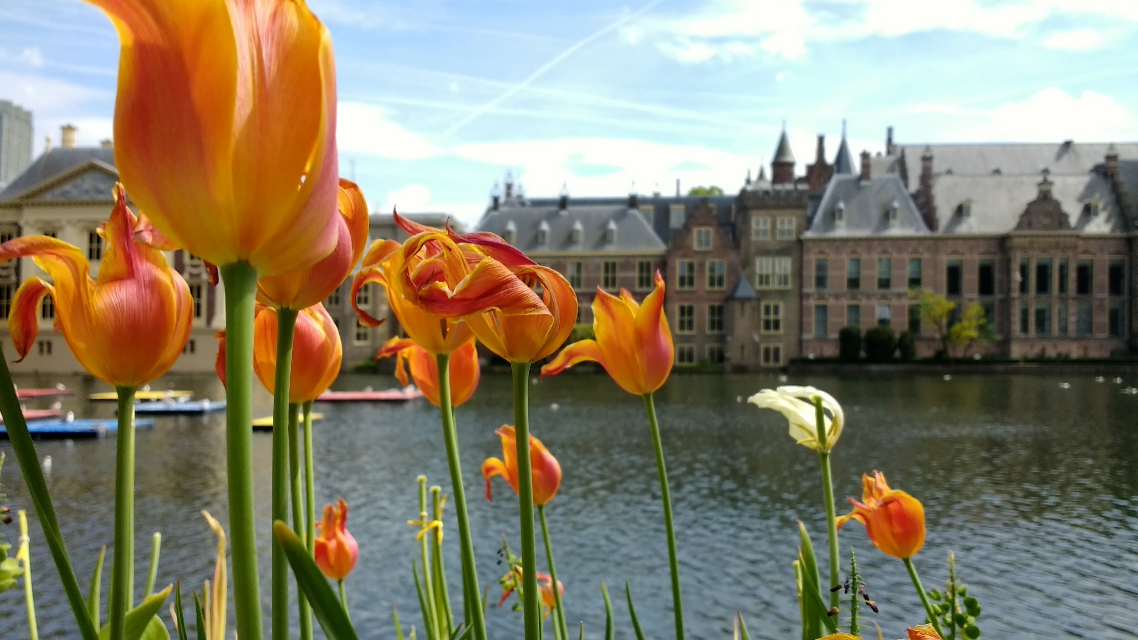 sky, petal, flowers, orange color, culture, flower, geranium, landmark, monument, netherlands, travel, day, historic, building exterior, flowering plant, HD Wallpaper