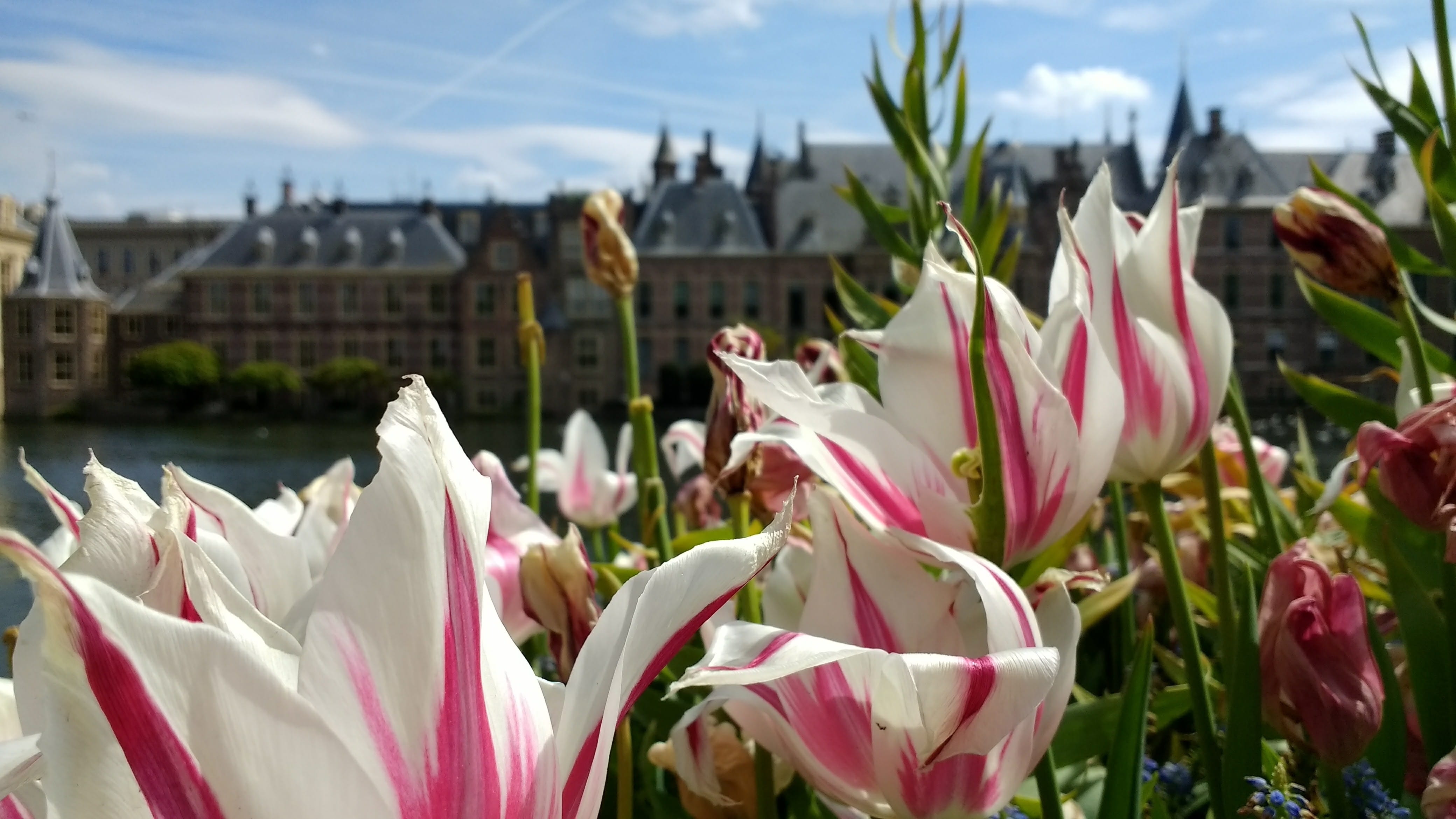 flower, architecture, 4K, focus on foreground, fragility, city, building, netherlands, Binnenhof, outdoors, built structure, parliament, beauty in nature, HD Wallpaper