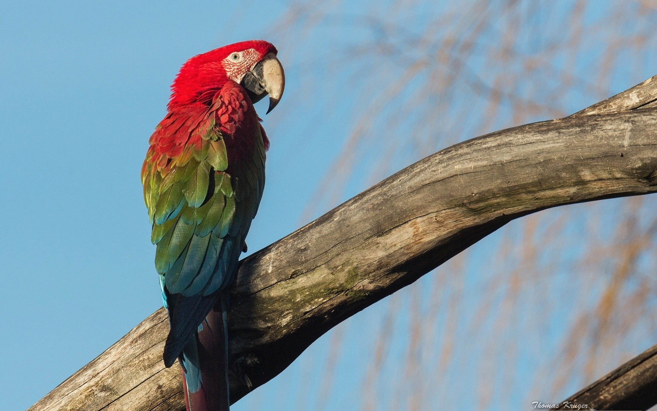 parrot, vertebrate, animal themes, branch, day, animals in the wild, blue, tree, one animal, animal, low angle view, wood - material, profile view, no people, HD Wallpaper
