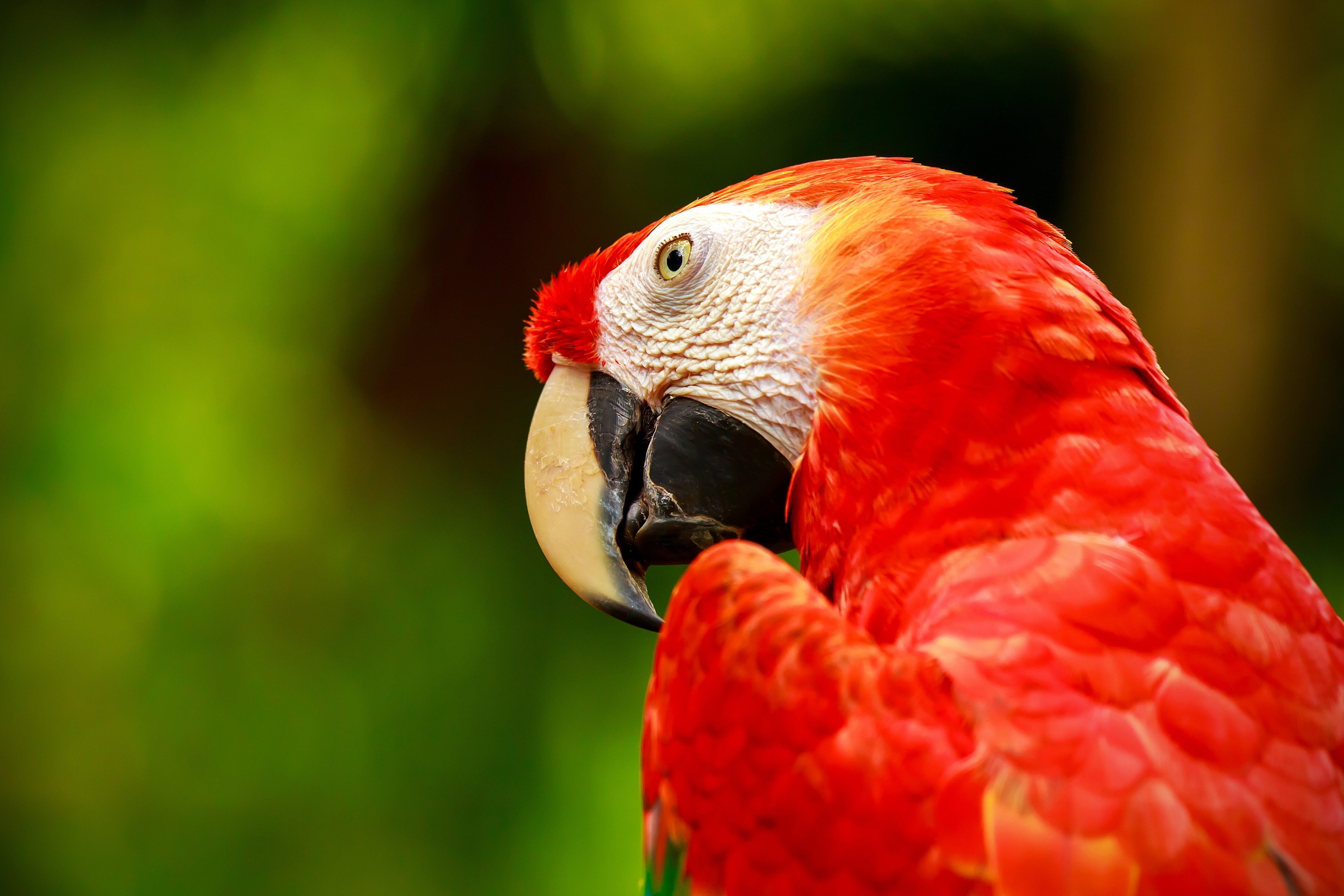 birds, zoology, macaws, animal body part, animals in the wild, day, animals, nature, animal eye, bird, red, profile view, animal wildlife, focus on foreground, HD Wallpaper
