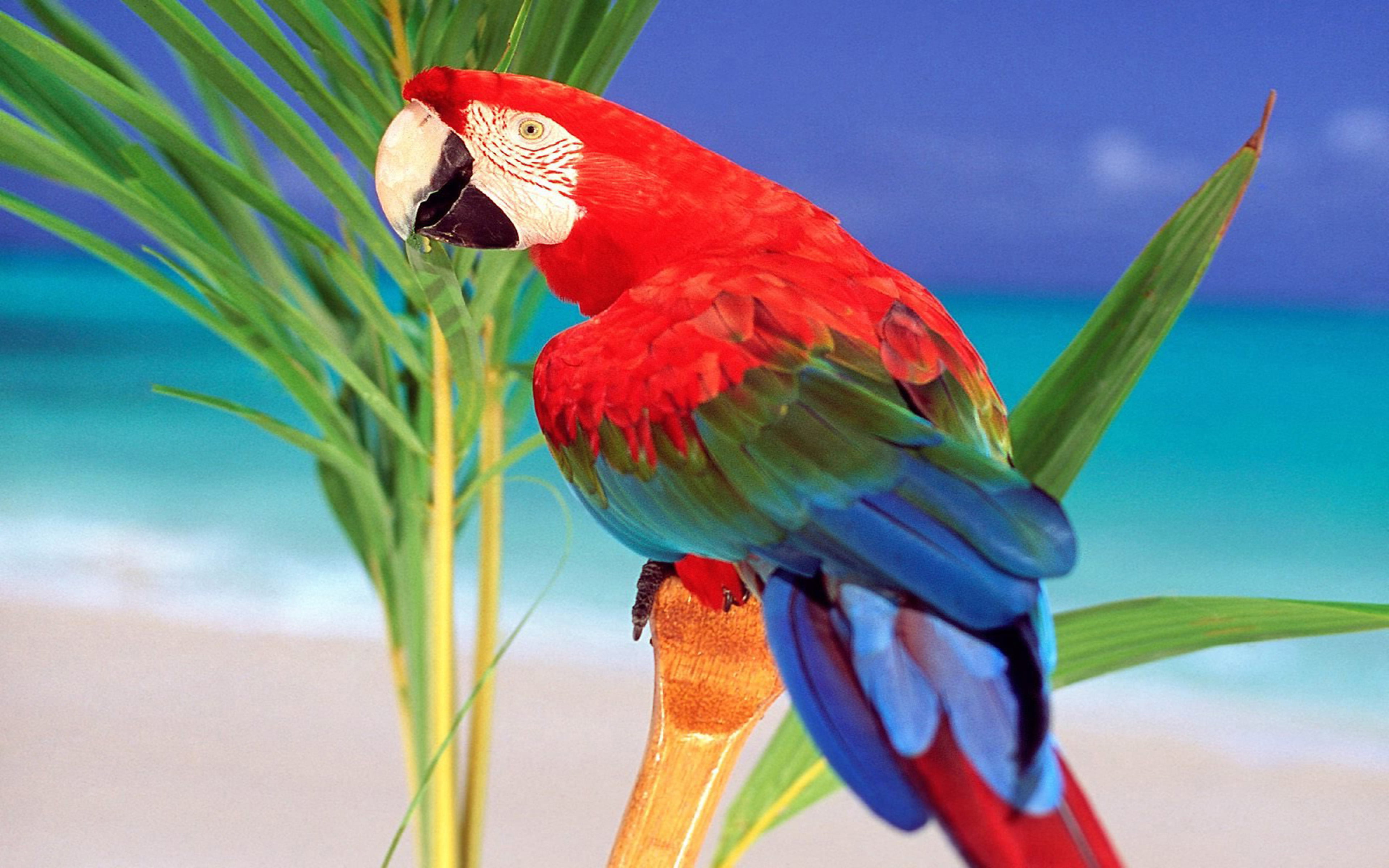 no people, day, 4K, hd, focus on foreground, top, animal wildlife, lap, outdoors, palm leaf, blue, macaw, perching, animal, scarlet macaw, red, HD Wallpaper
