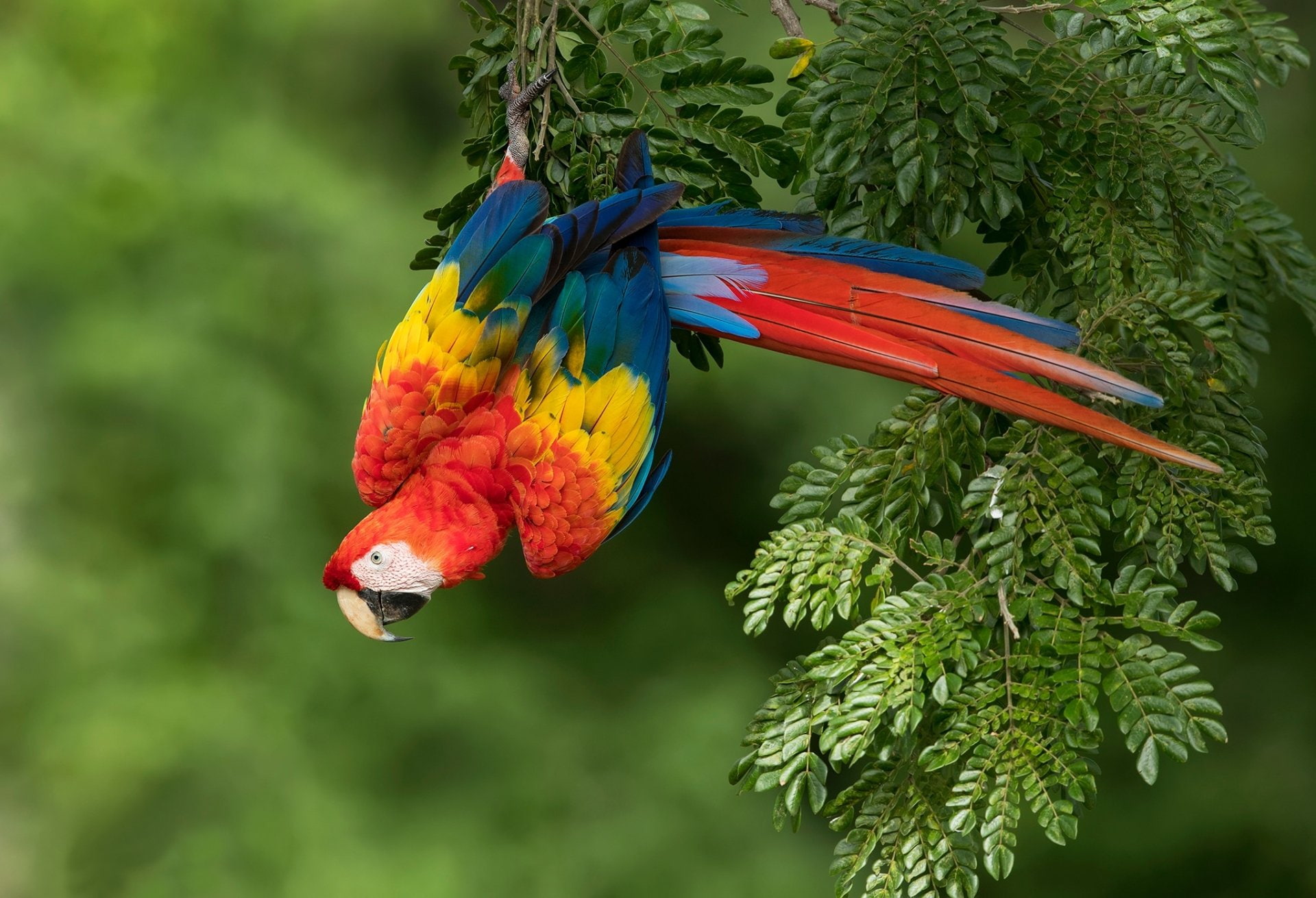 Wildlife, 1080P, Bird, Macaw, Scarlet Macaw, Birds, HD Wallpaper