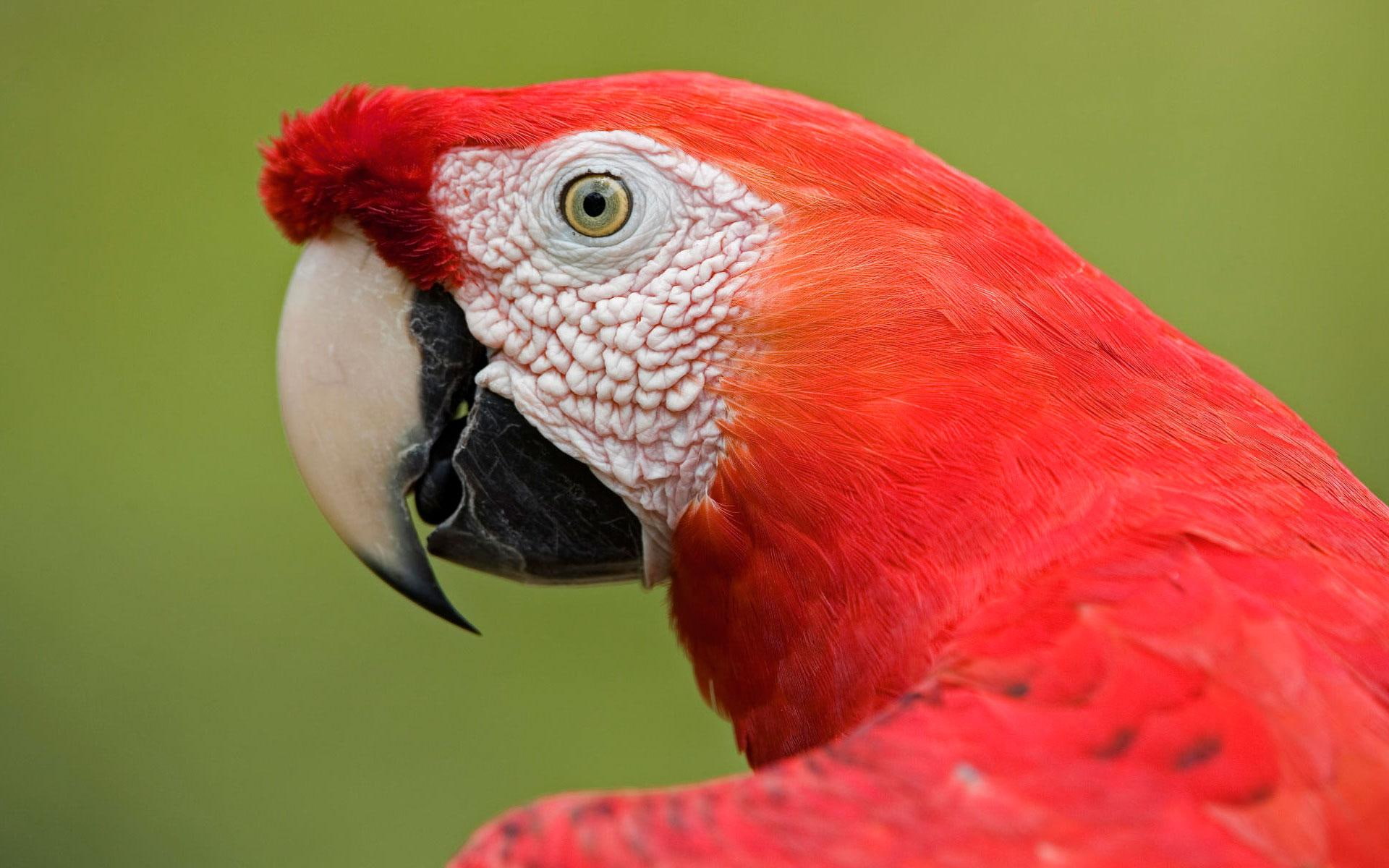 parrot, macaw, red, 1080P, animals and birds, scarlet, amazon, white, portrait, HD Wallpaper