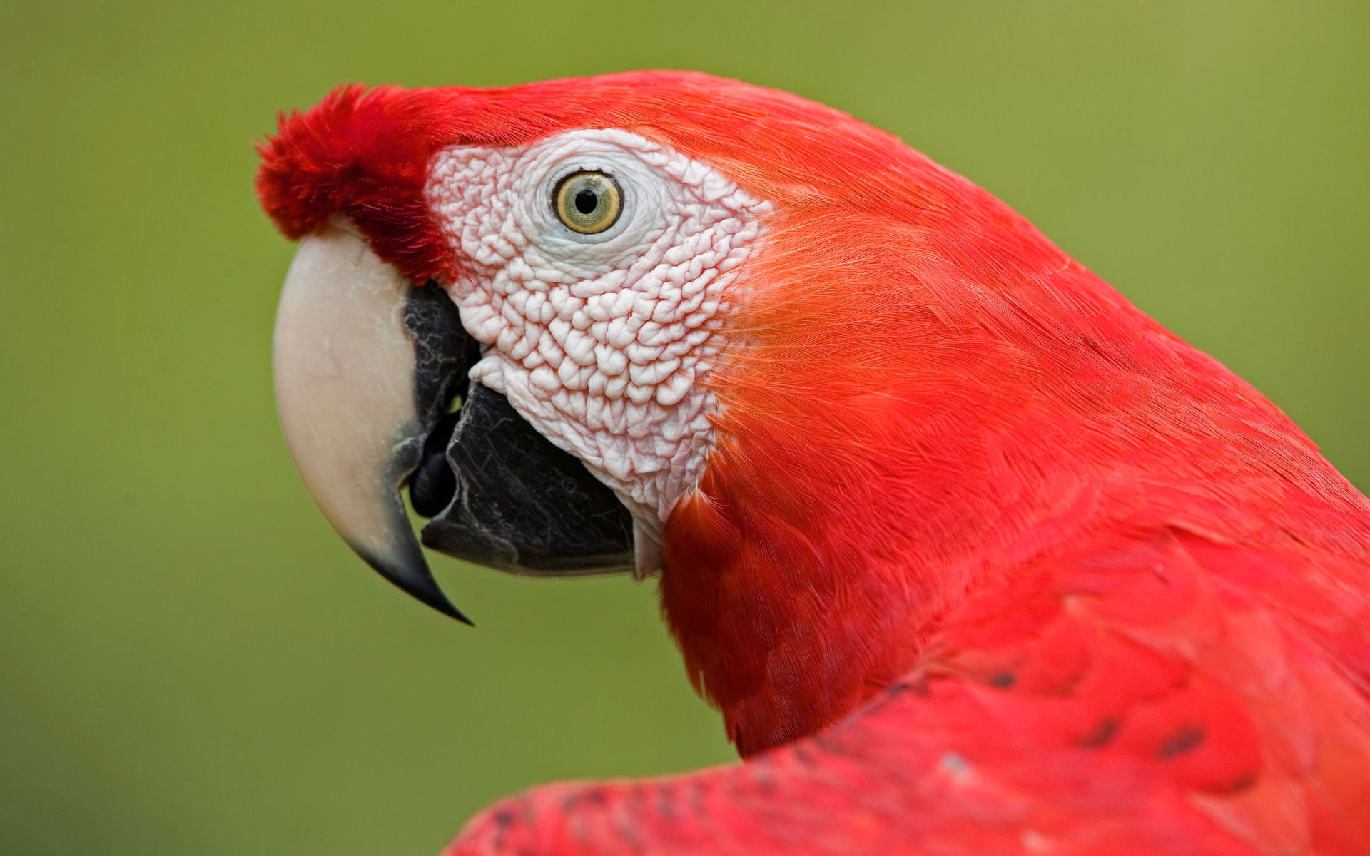 amazon, 1080P, macaw, scarlet, portrait, HD Wallpaper
