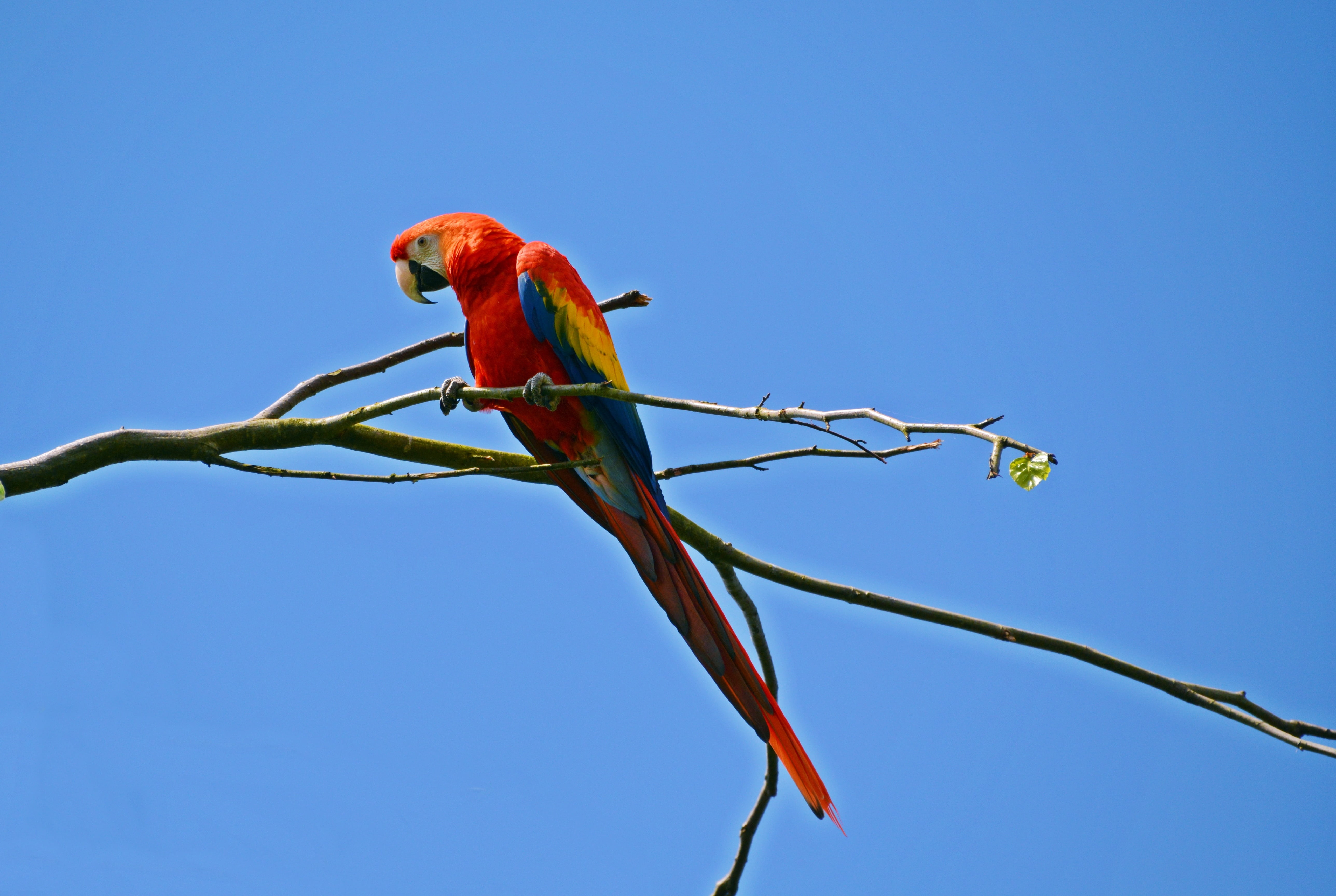 tropical bird, multi Colored, scarlet macaw, beak, sky, outdoors, animal themes, blue, red, rainforest, animal, vertebrate, plant, perching, nature, colorful, HD Wallpaper