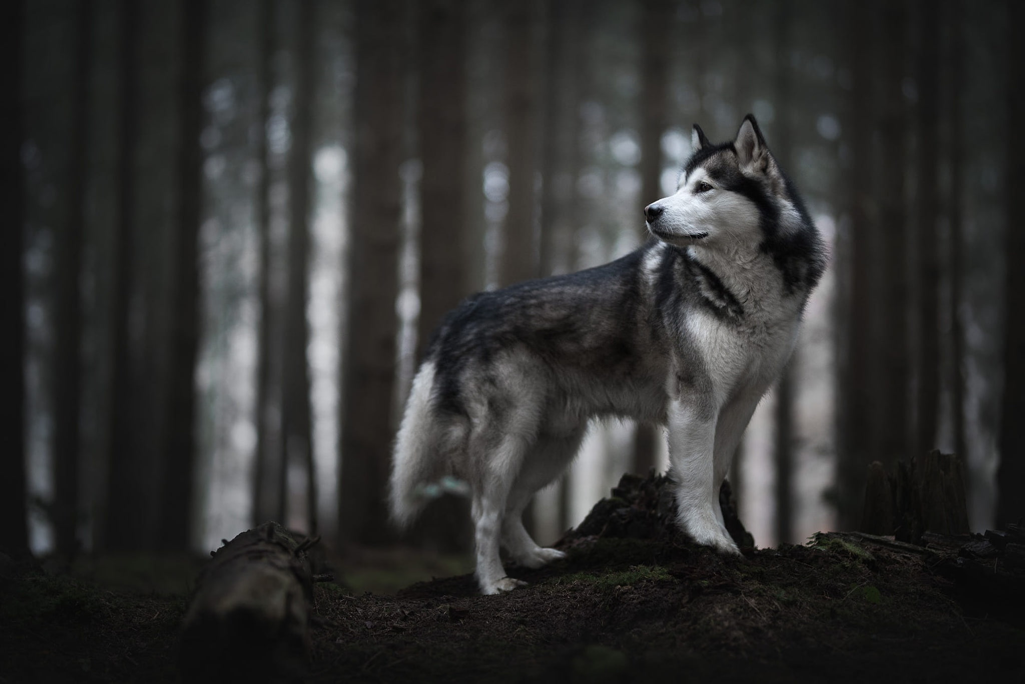 white, profile, 1080P, look, dog, trees, face, Siberian husky, husky, is, log, grey, trunks, nature, forest, pose, stump, the dark background, turned his head, HD Wallpaper
