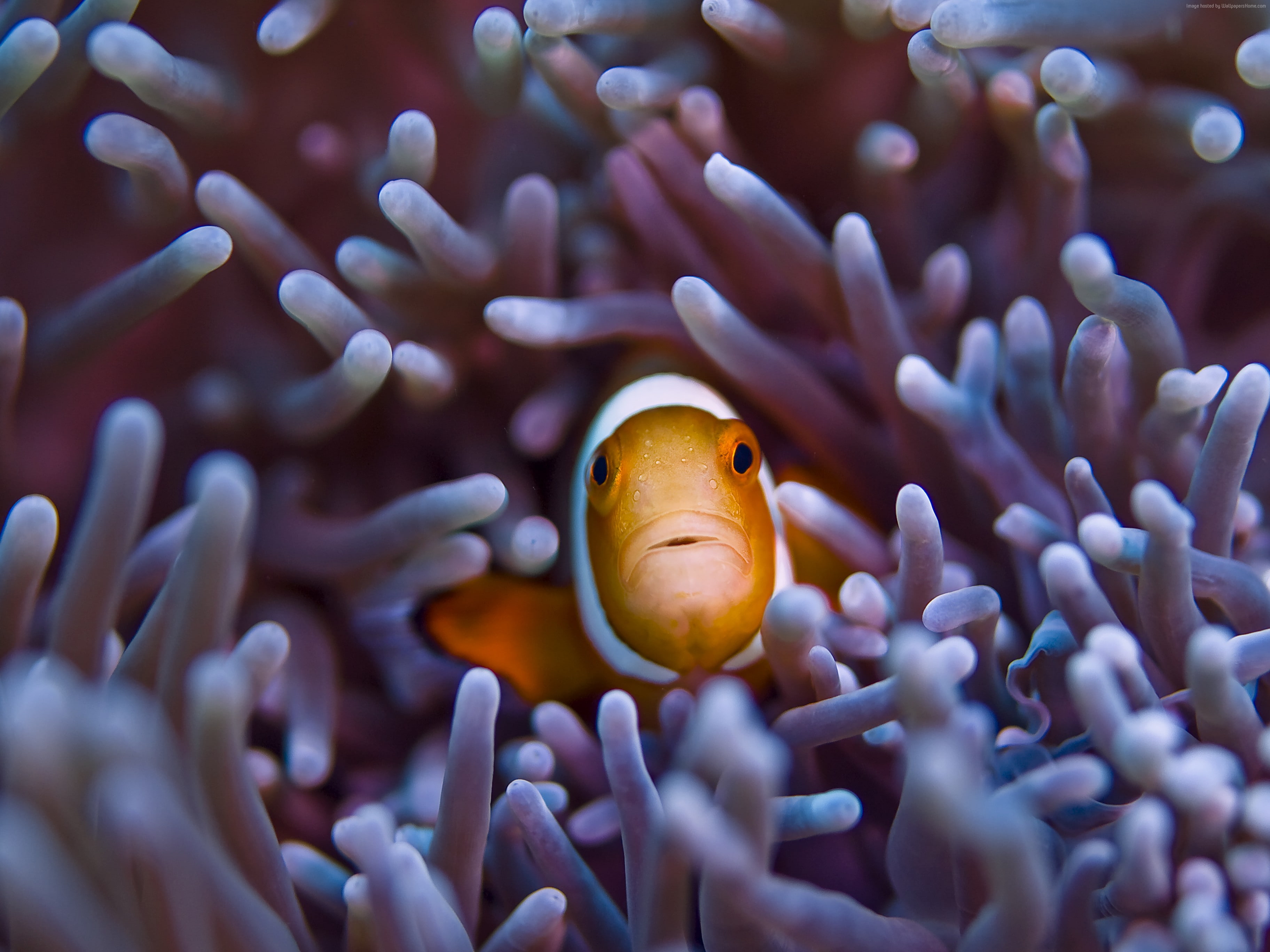 sealife, Gili, Worlds best diving sites, diving, indian, Island, Bali, 2K, tourism, orange, sea, 5k, pacific, Clownfish, 4k, ocean, underwater, HD Wallpaper