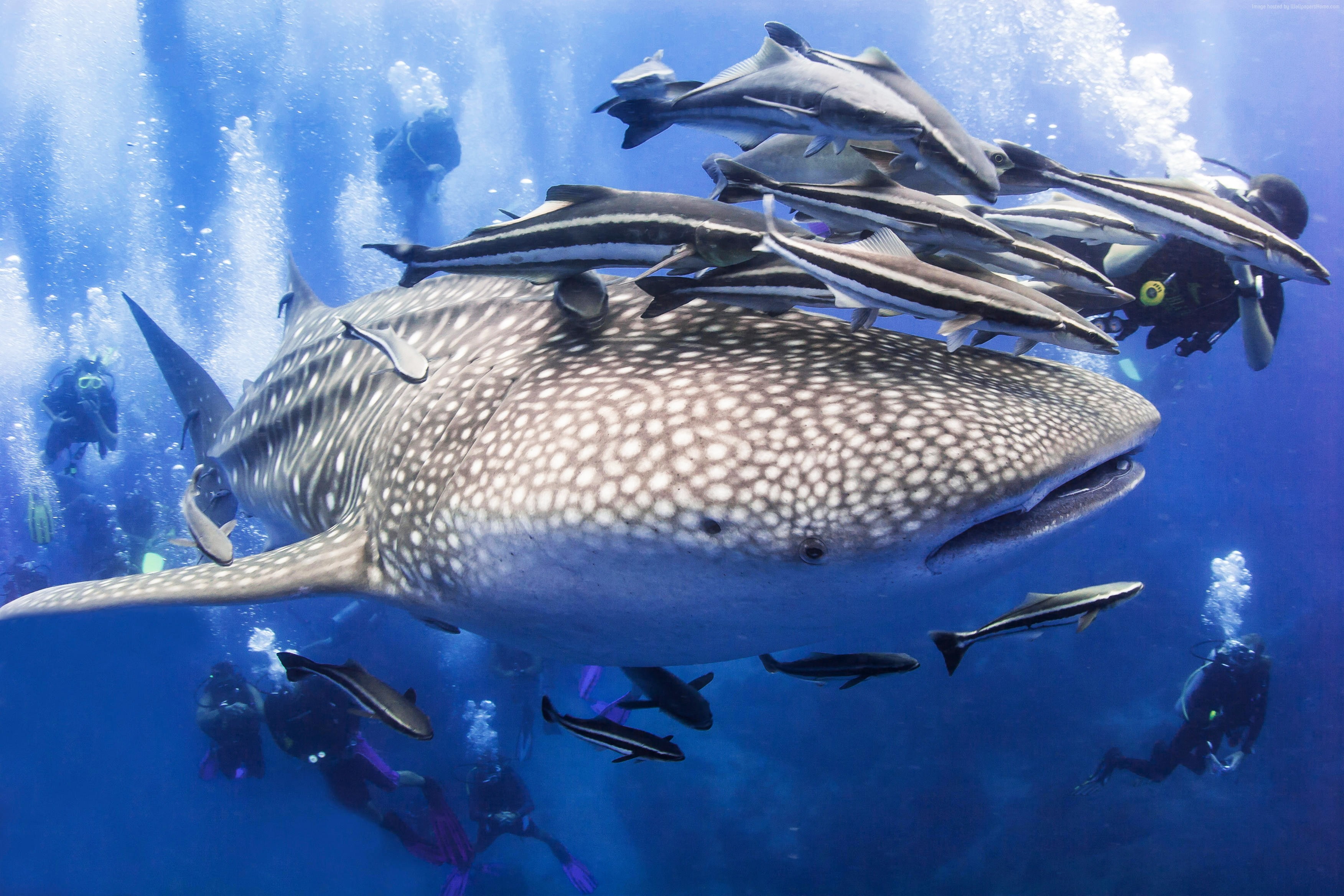 Worlds best diving sites, Surin Islands, Thailand, tourism, diving, 2K, whale, South China Sea, HD Wallpaper