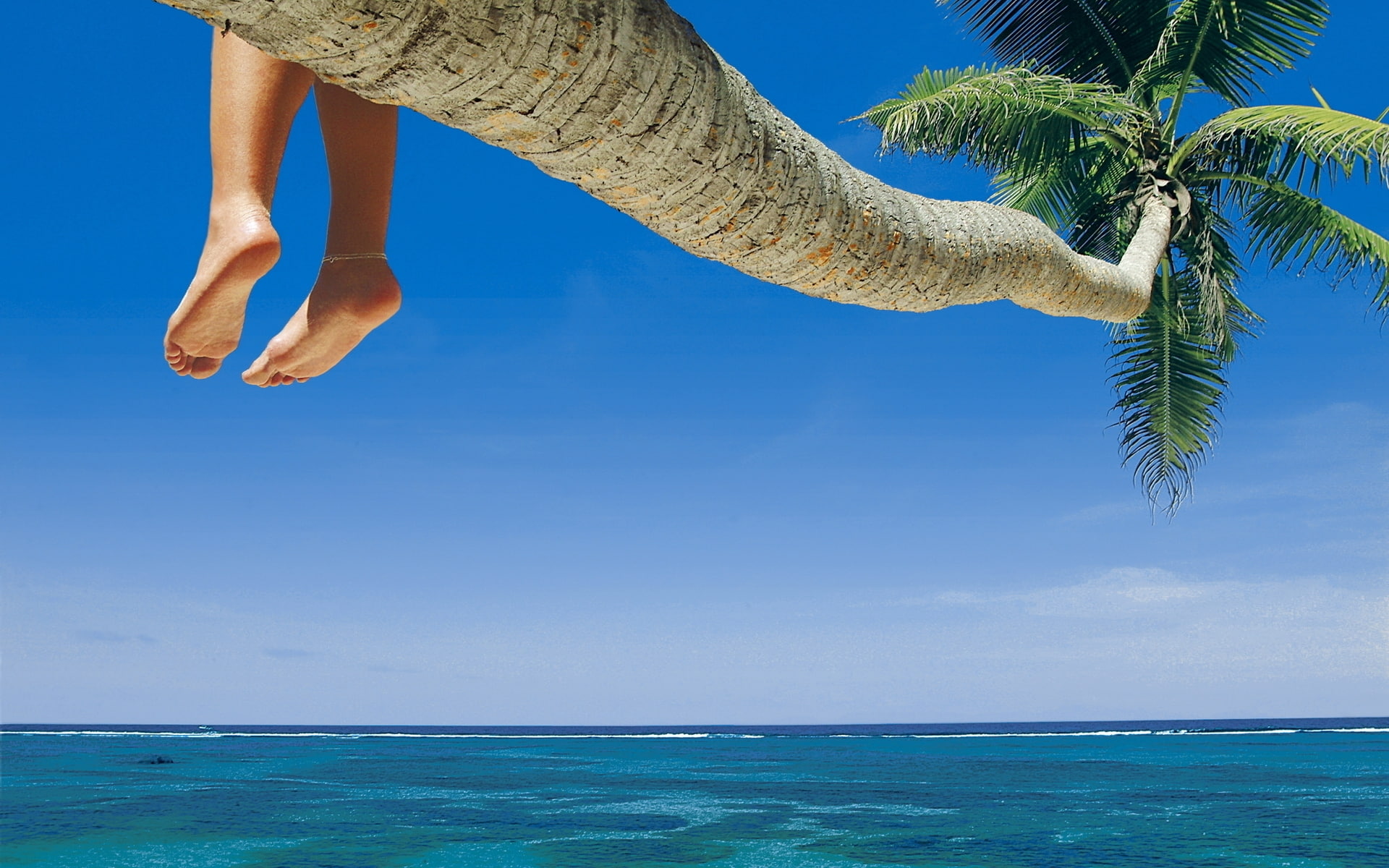 palmier, sea, 1080P, ocean, exotic, HD Wallpaper