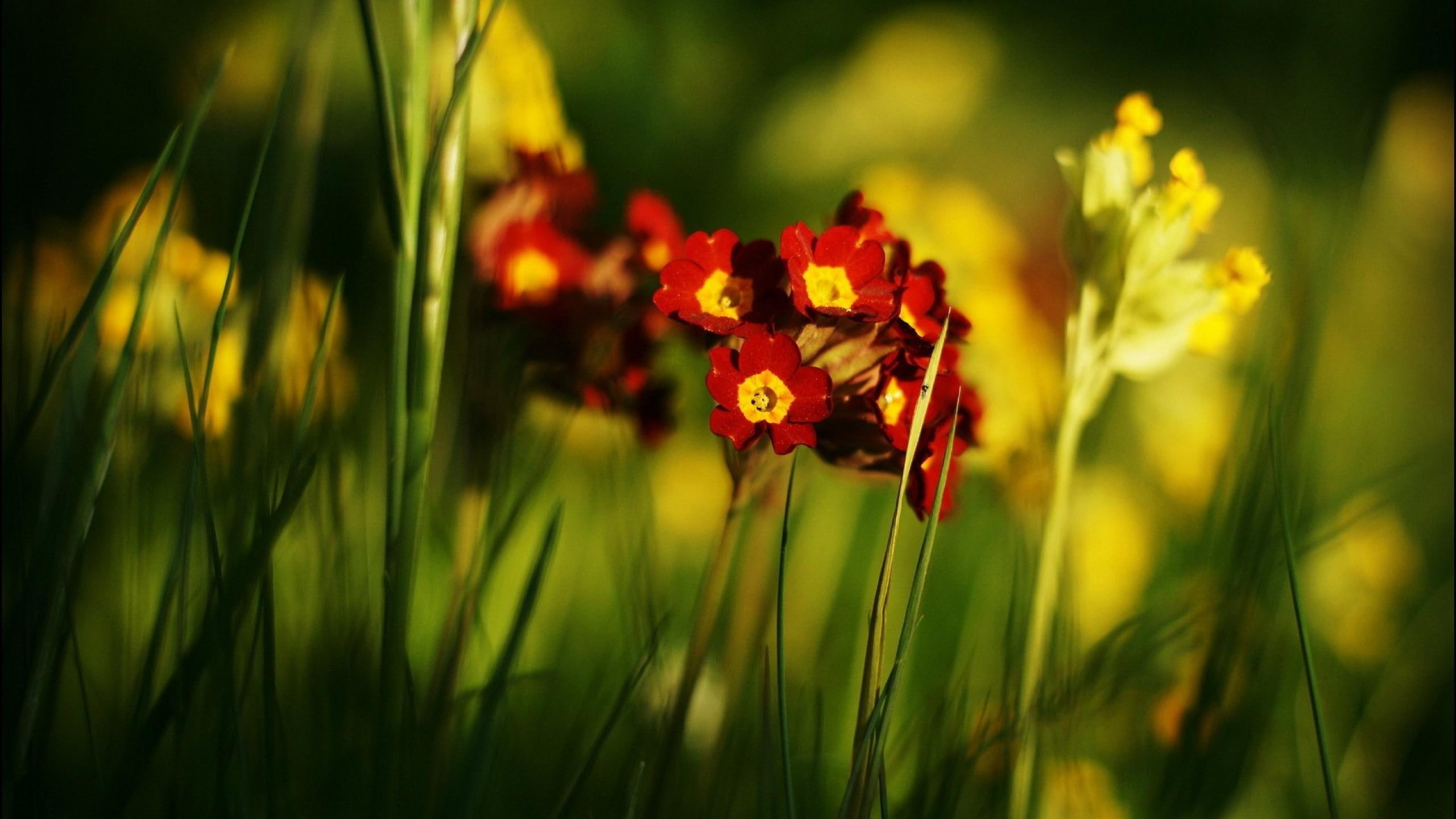 parede, flores, planos, flowers, 2K, papeis, fundo, summer, de, HD Wallpaper