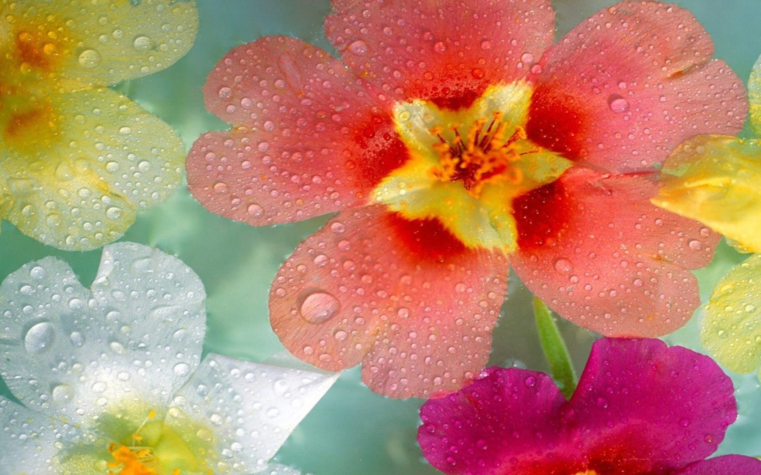 2K, tropicales, flores, HD Wallpaper