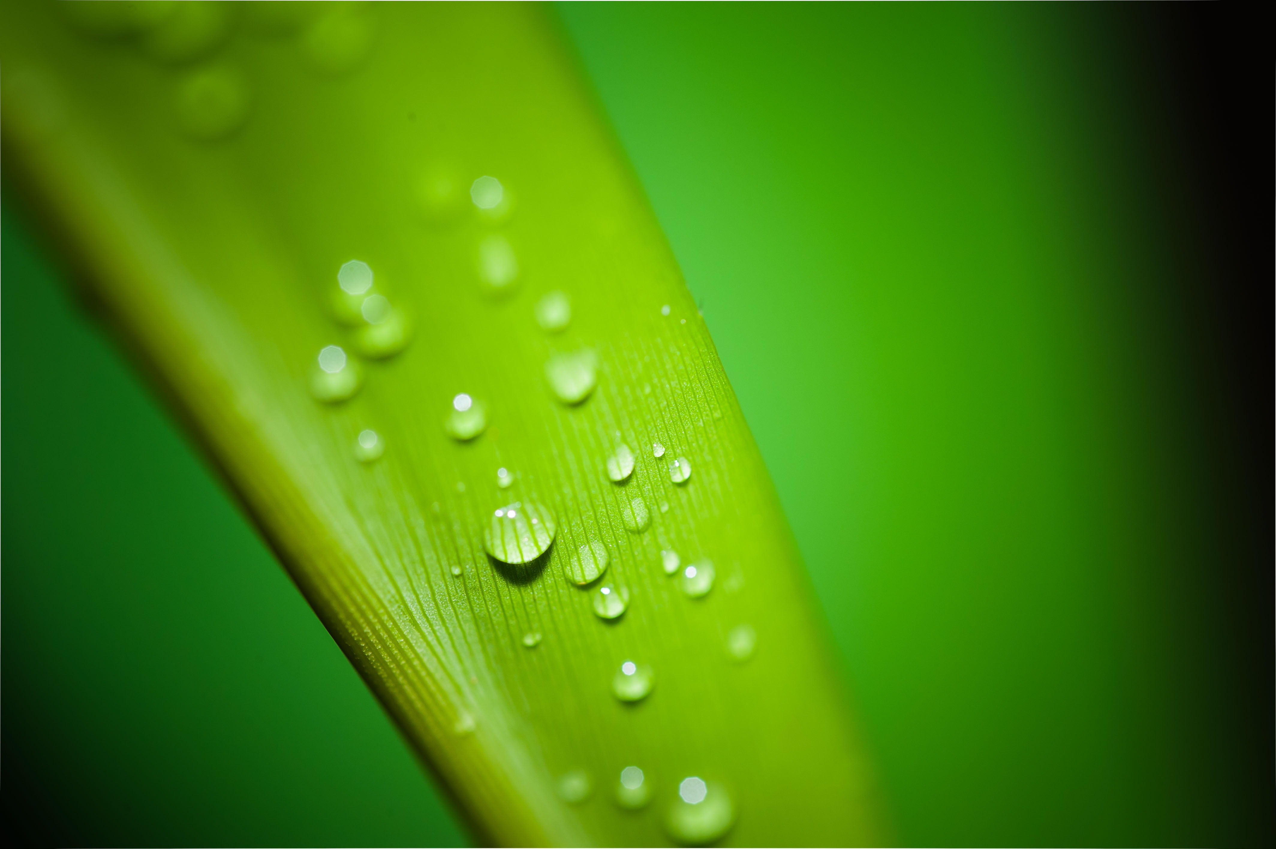 plant, vulnerability, droplets, raindrop, freshness, photography, backgrounds, closeup, 4K, drop, outdoors, nature, close-up, droplet, day, liquid, beauty in nature, HD Wallpaper